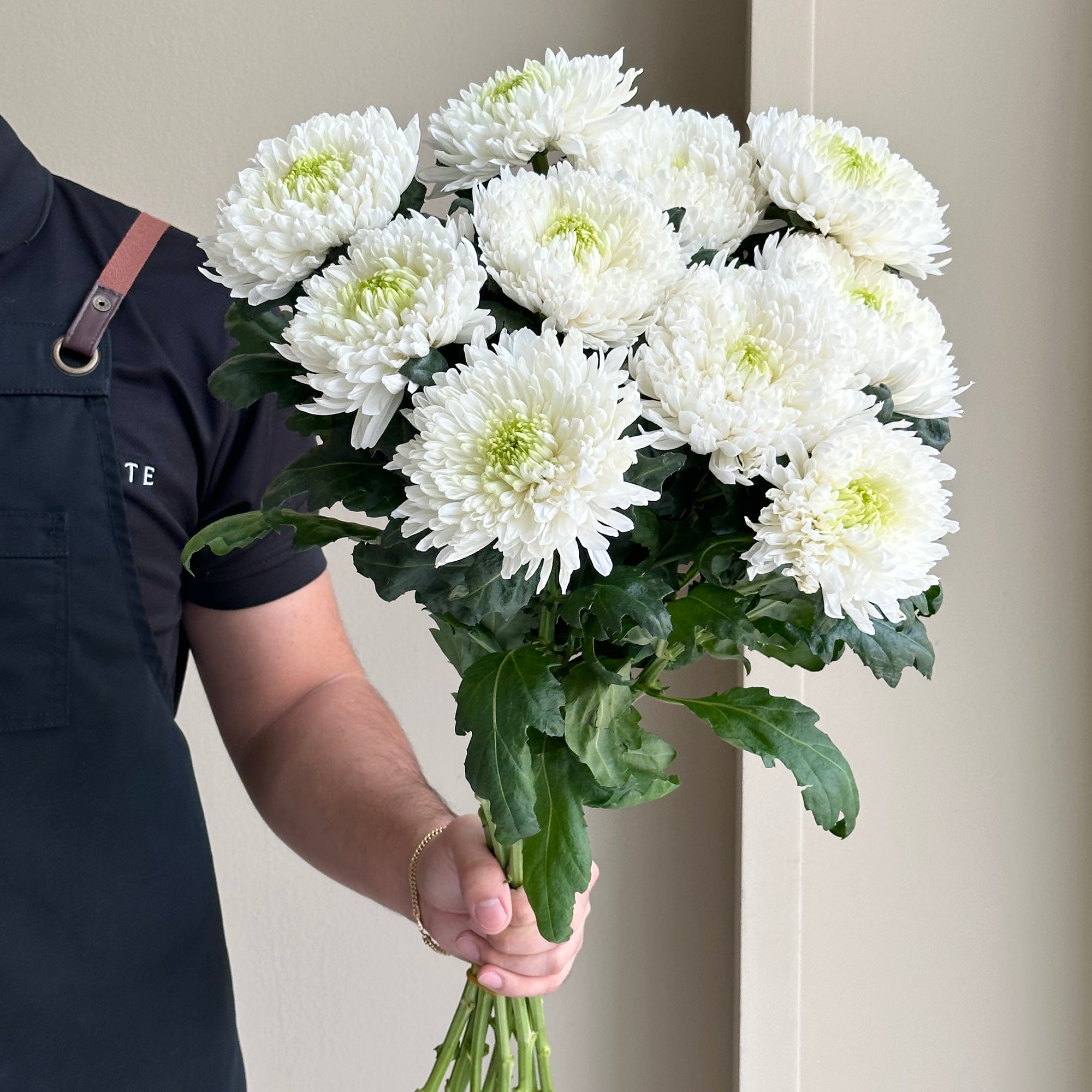 Chrysanthemum -  Bloom Magnum