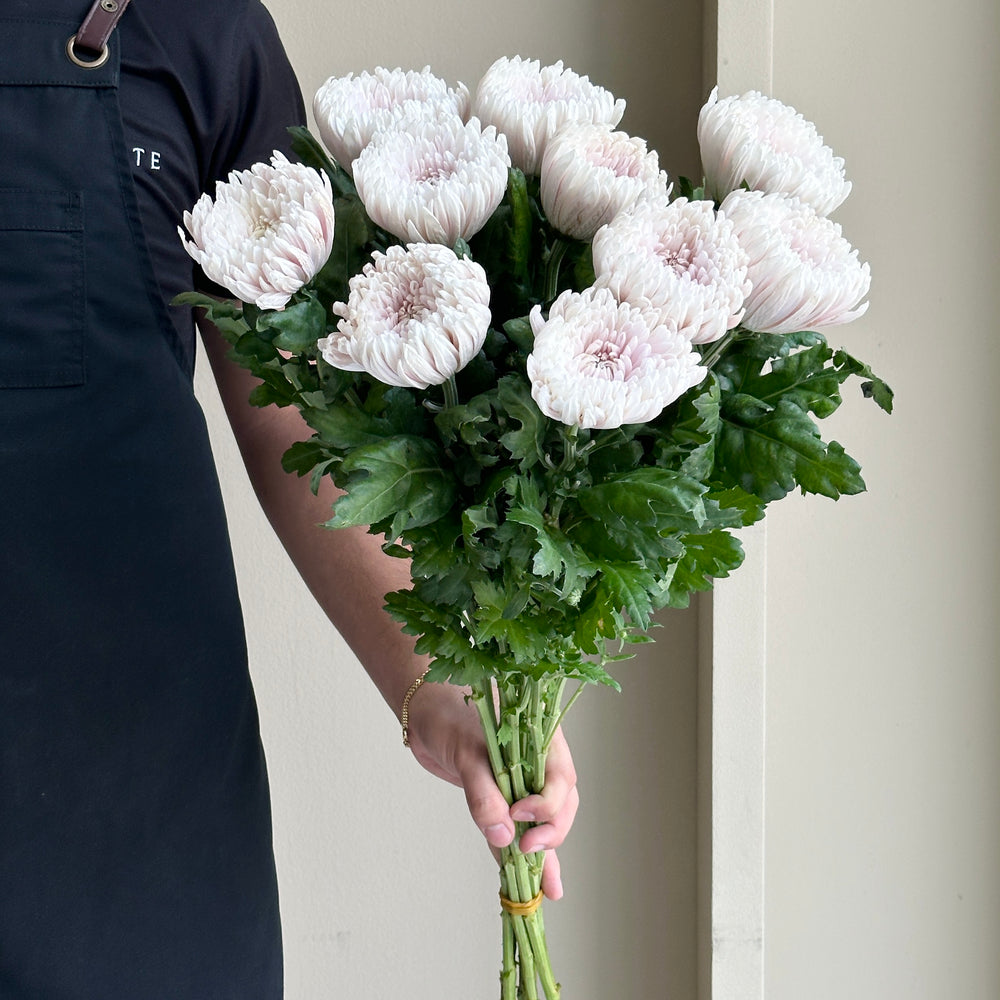 Chrysanthemum - Bloom Honeymoon