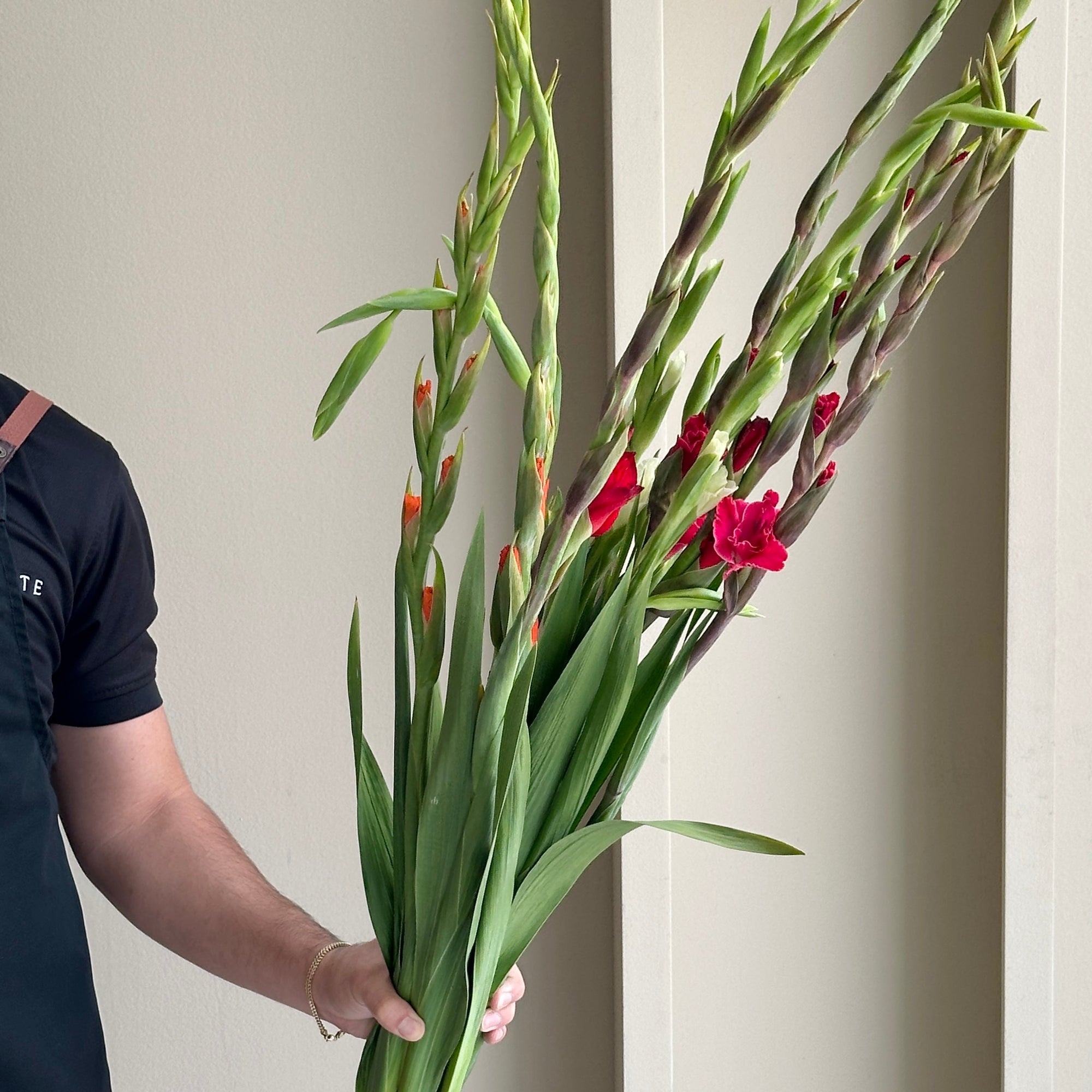 Gladioli - Assorted Mix