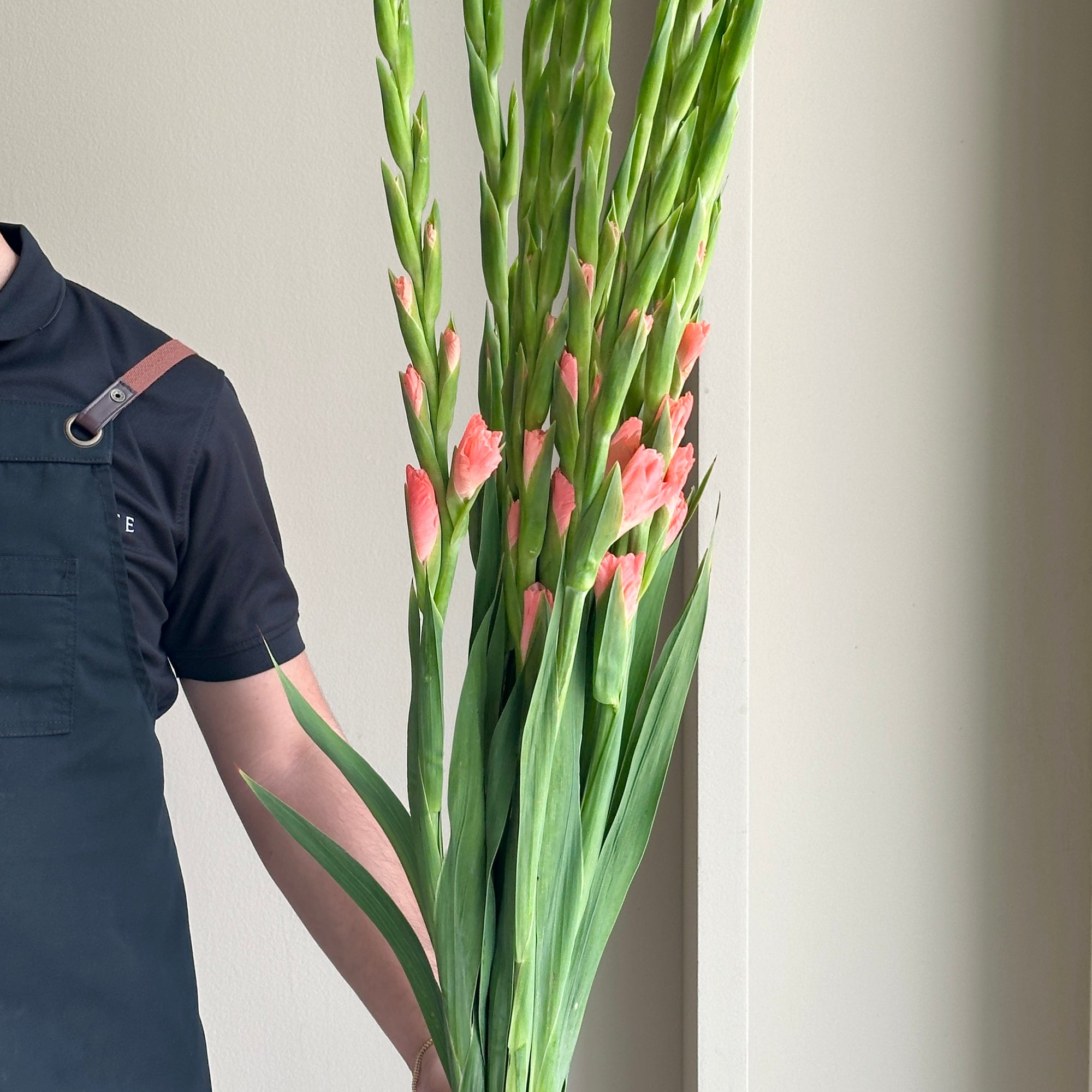 Gladioli - Sugar Babe Orange