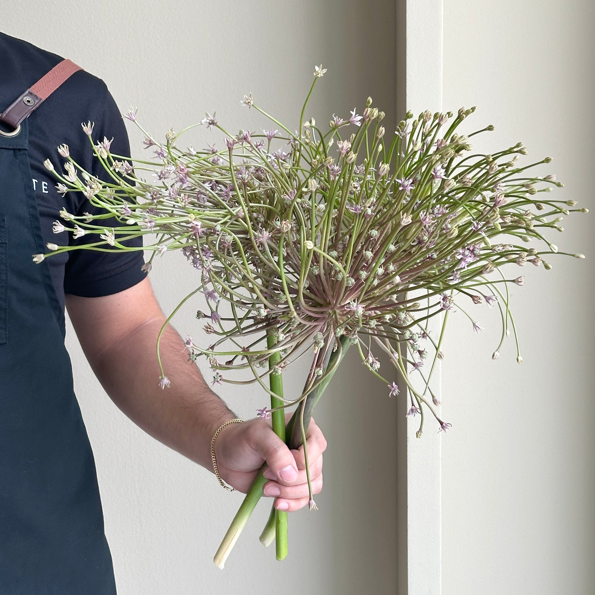 Allium Schubertii (3 Stem)