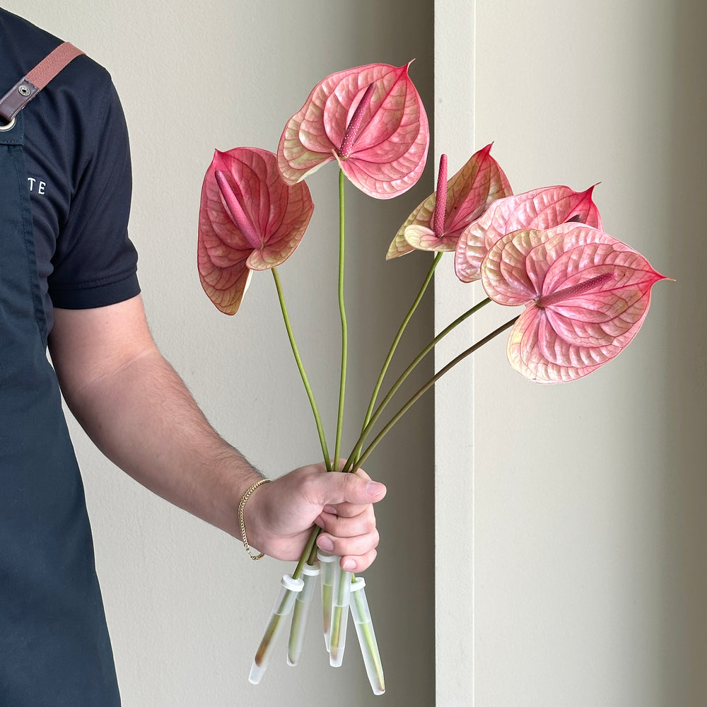 Anthurium - Tequila