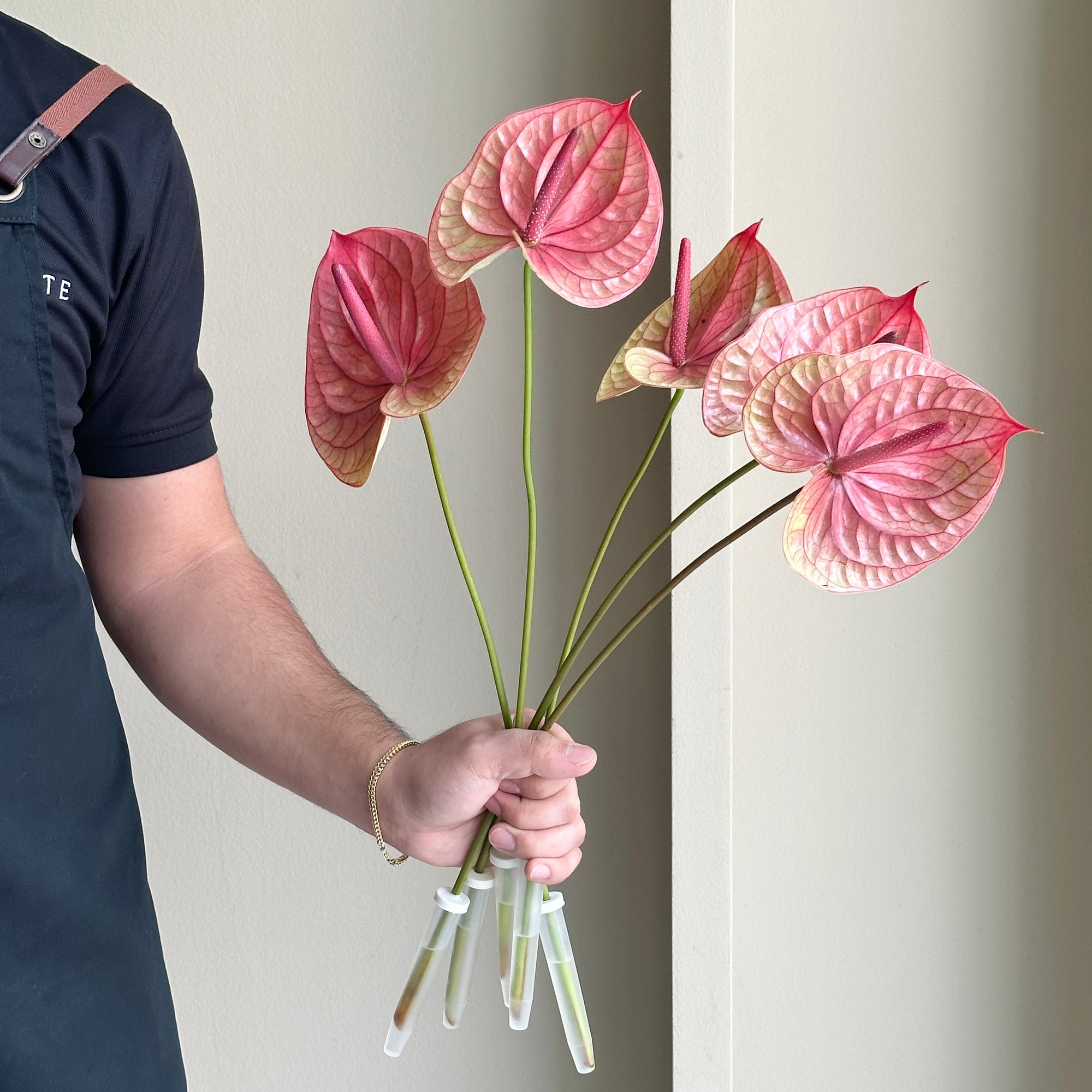 Anthurium - Tequila