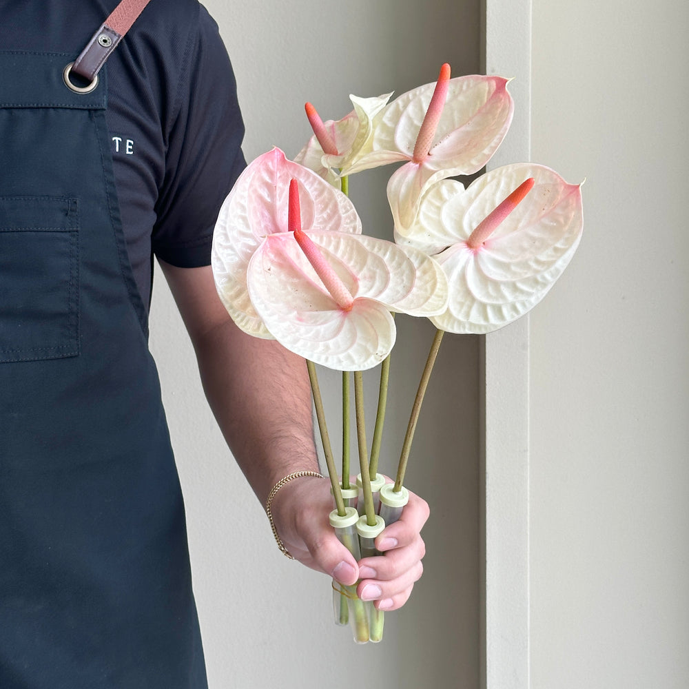 Anthurium - Peach