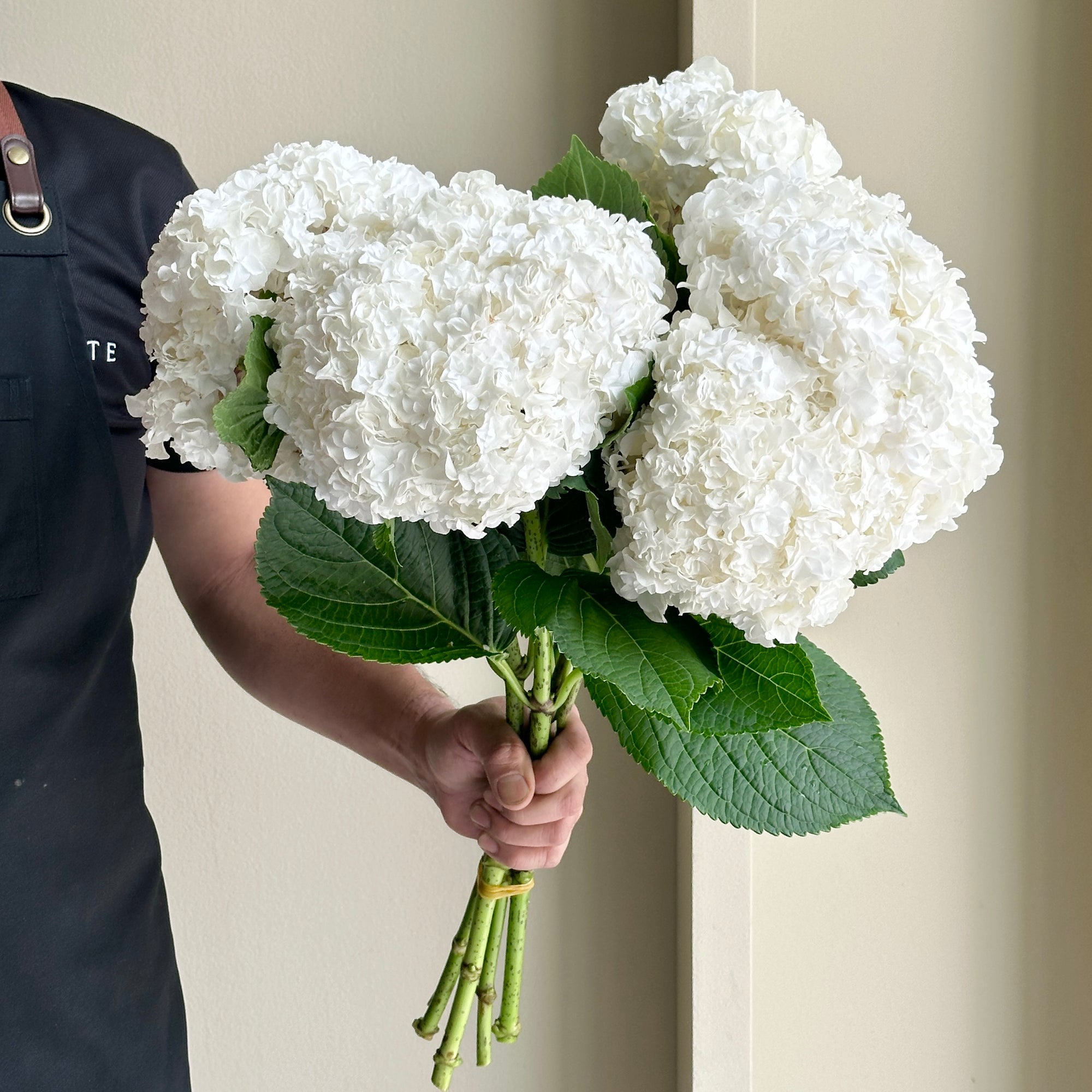 Hydrangeas - Royal Highness White