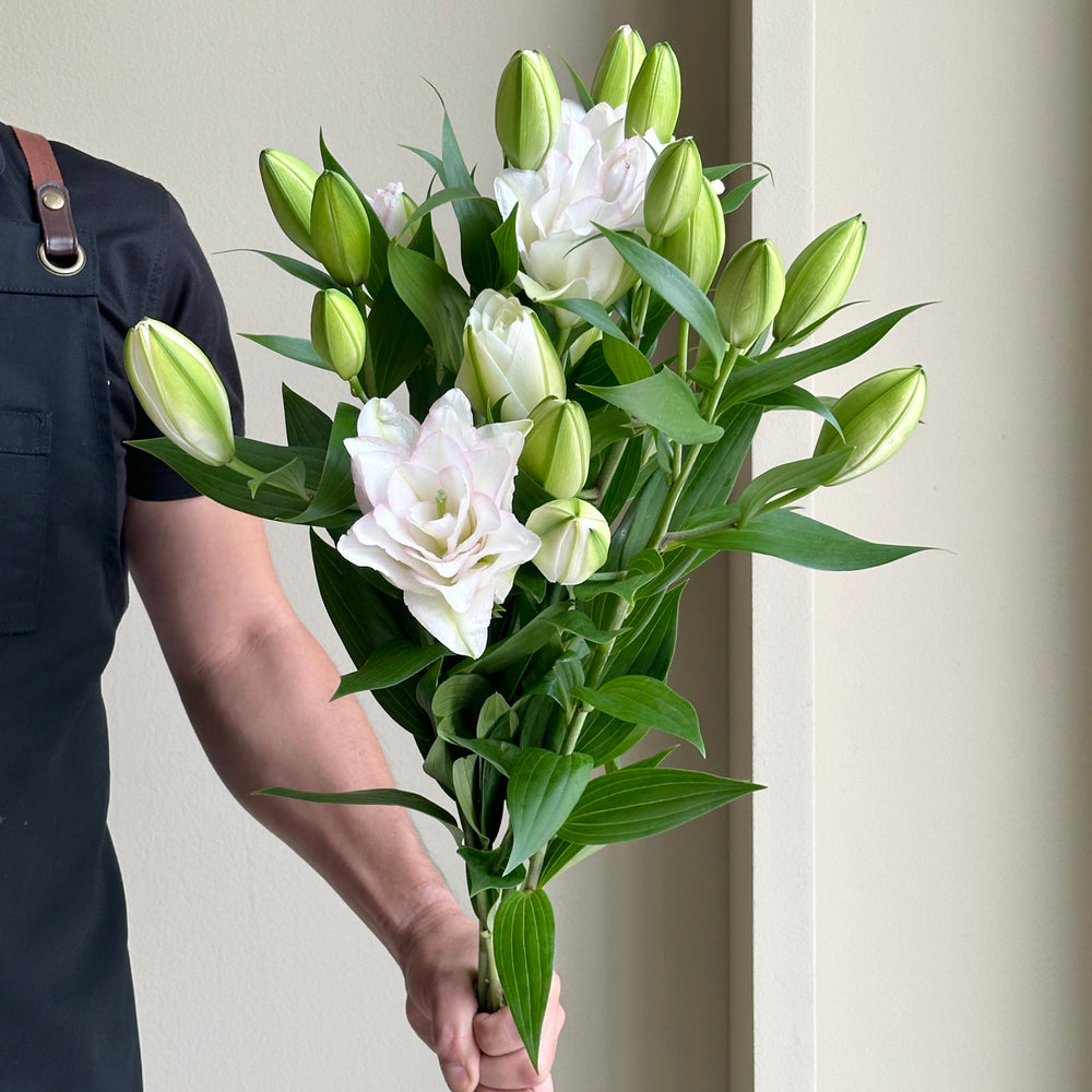 Lilies Oriental Double - Soft Promise