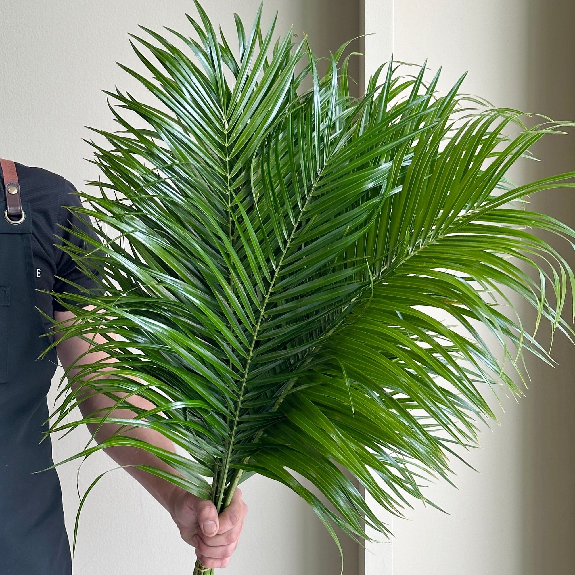Phoenix Leaves
