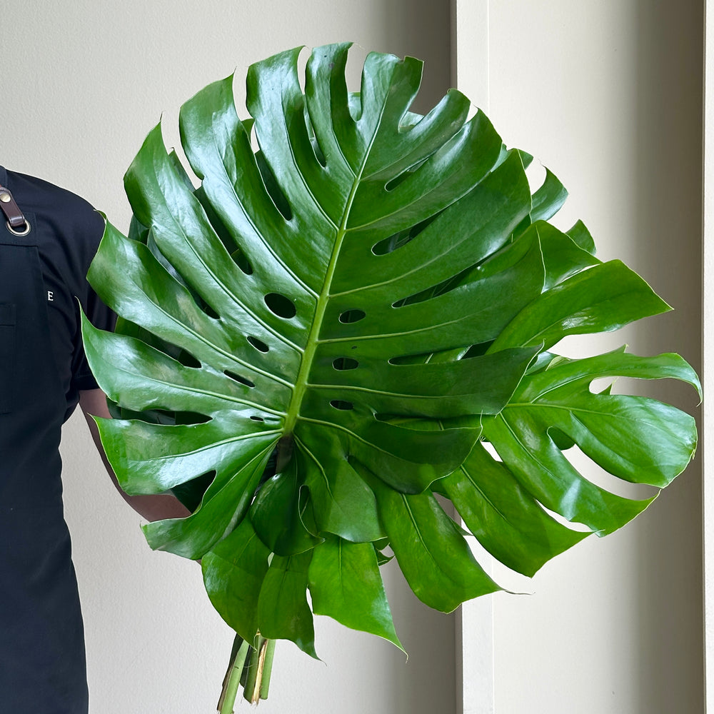 Monstera Leaves XL