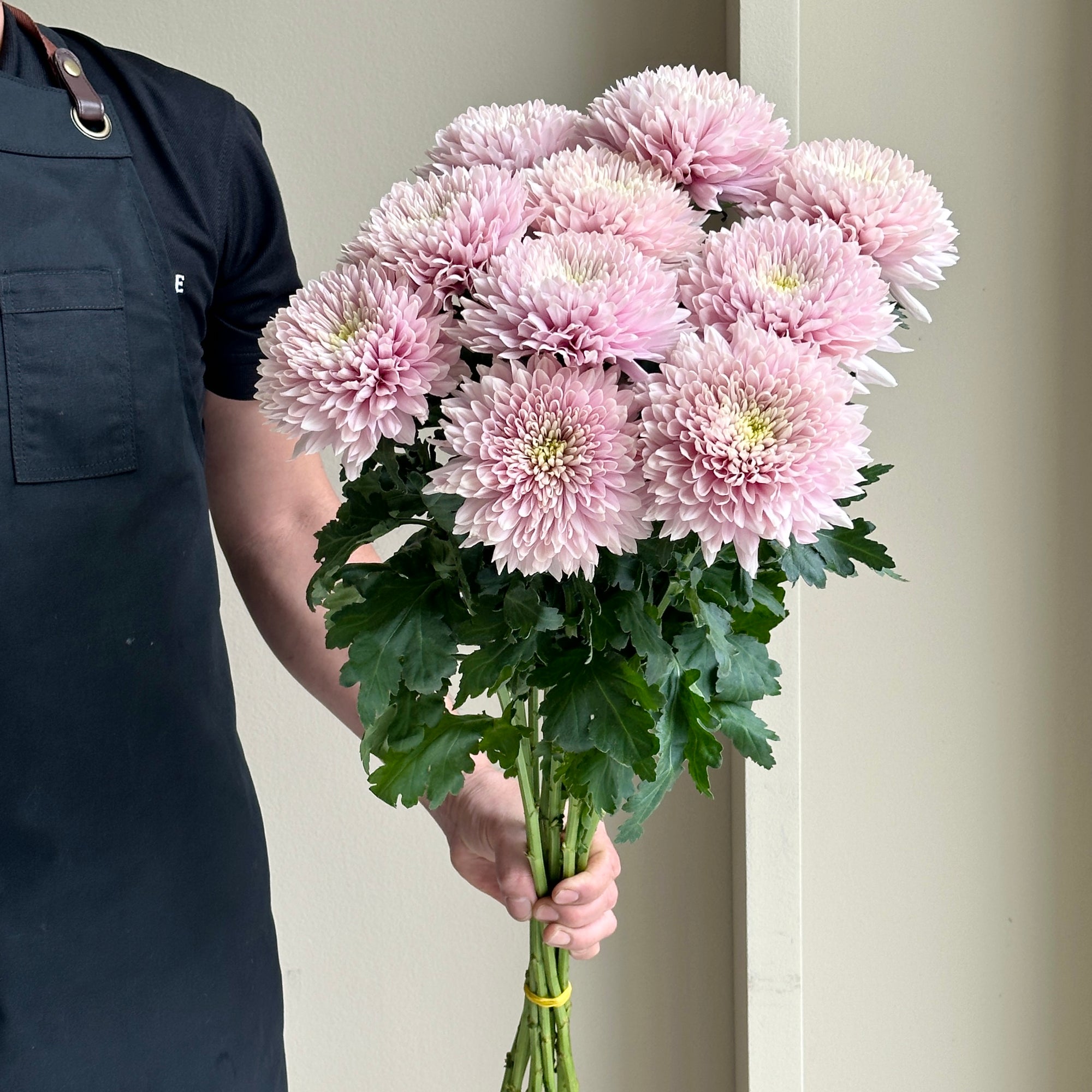 Chrysanthemums - Cremon Romancero Pink