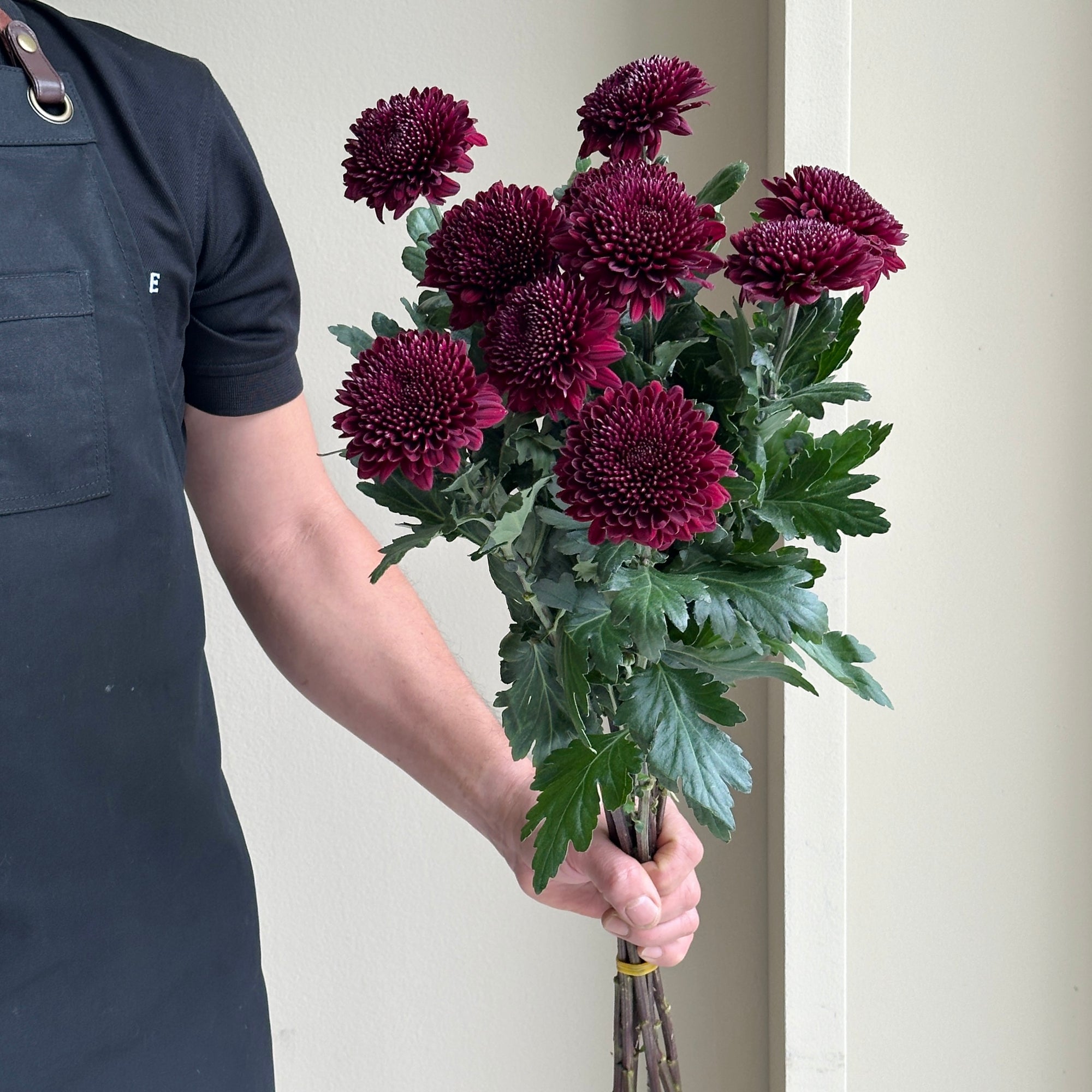 Chrysanthemums - Ganache