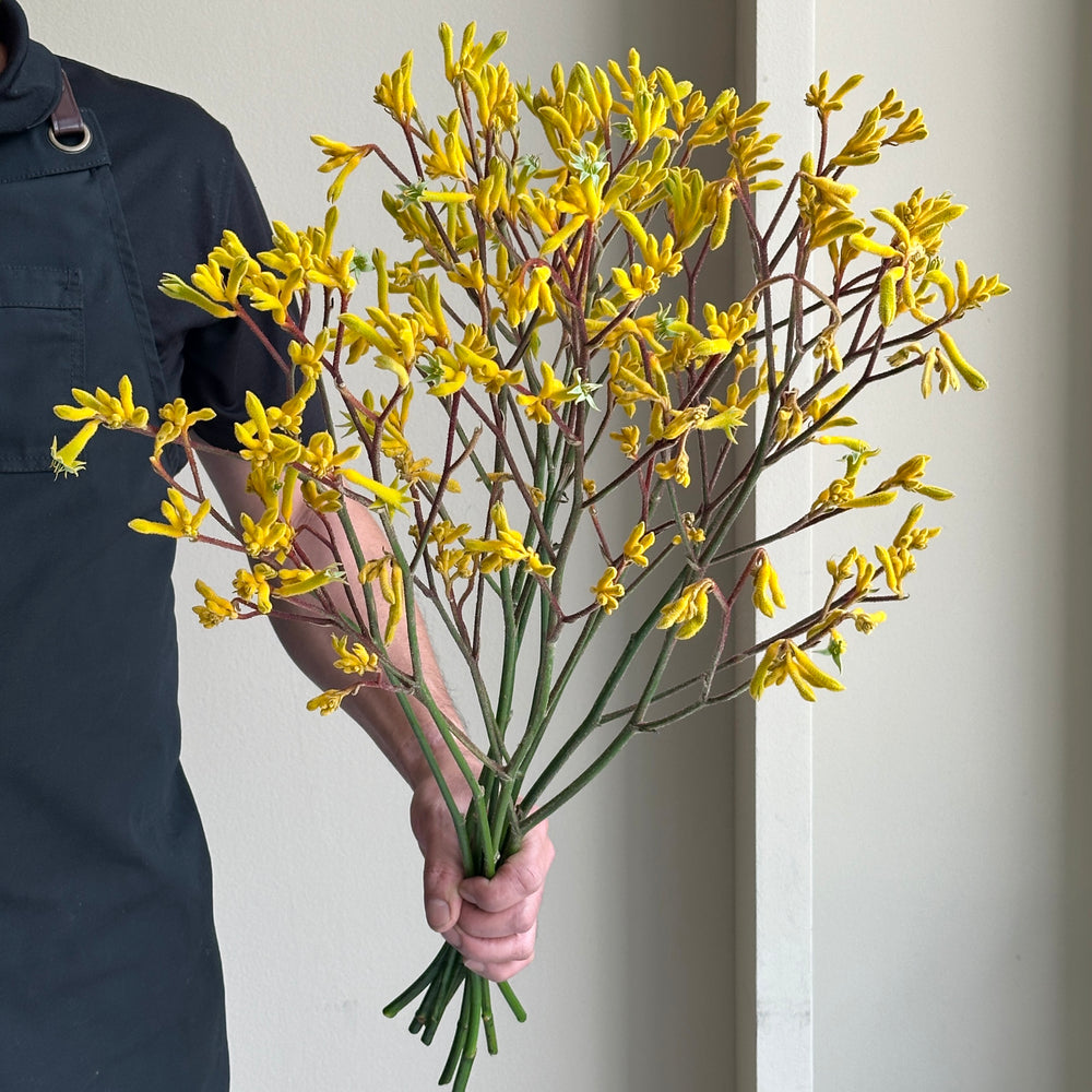 Kangaroo Paws - Yellow Gem (10 stems)