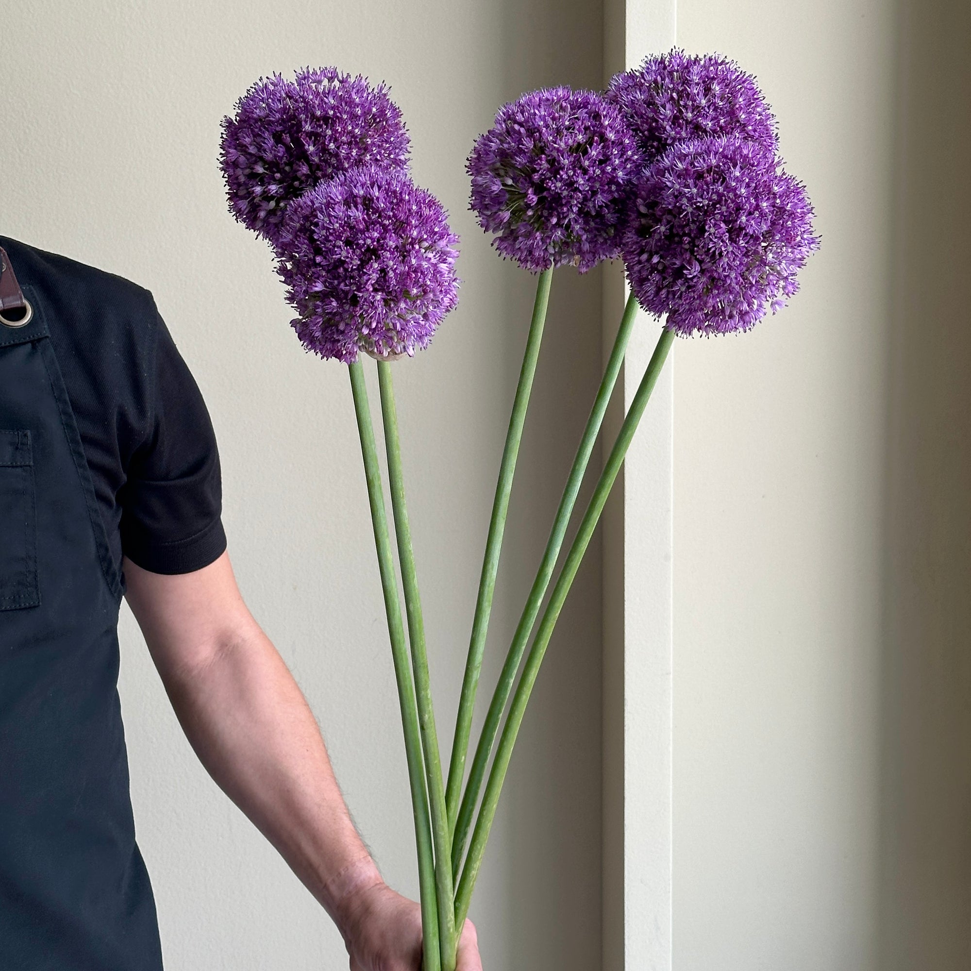 Allium - Ambassador (5 Stem)