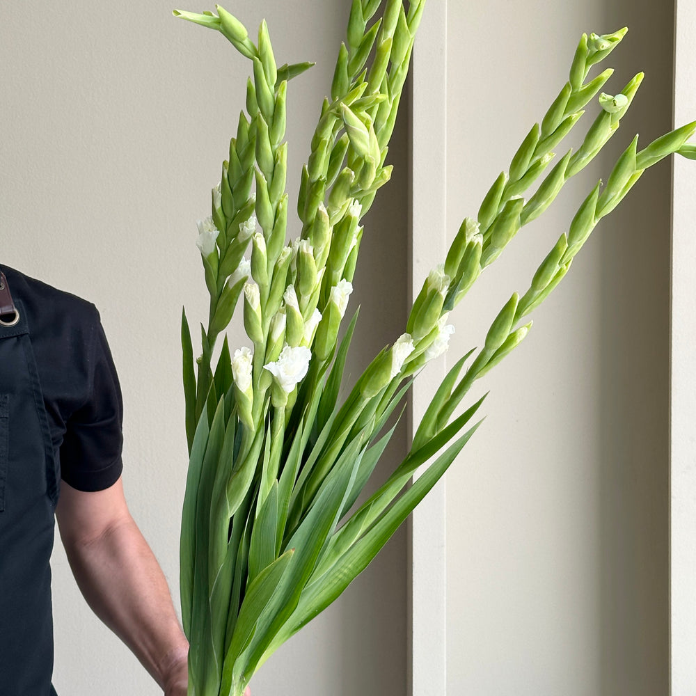 Gladioli - Essential White