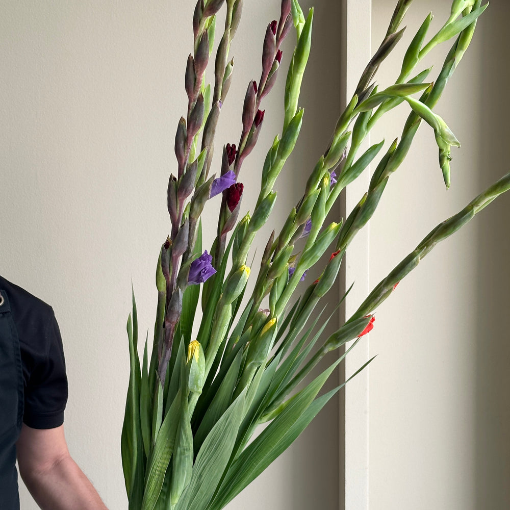 Gladioli Mix - Summer Bliss