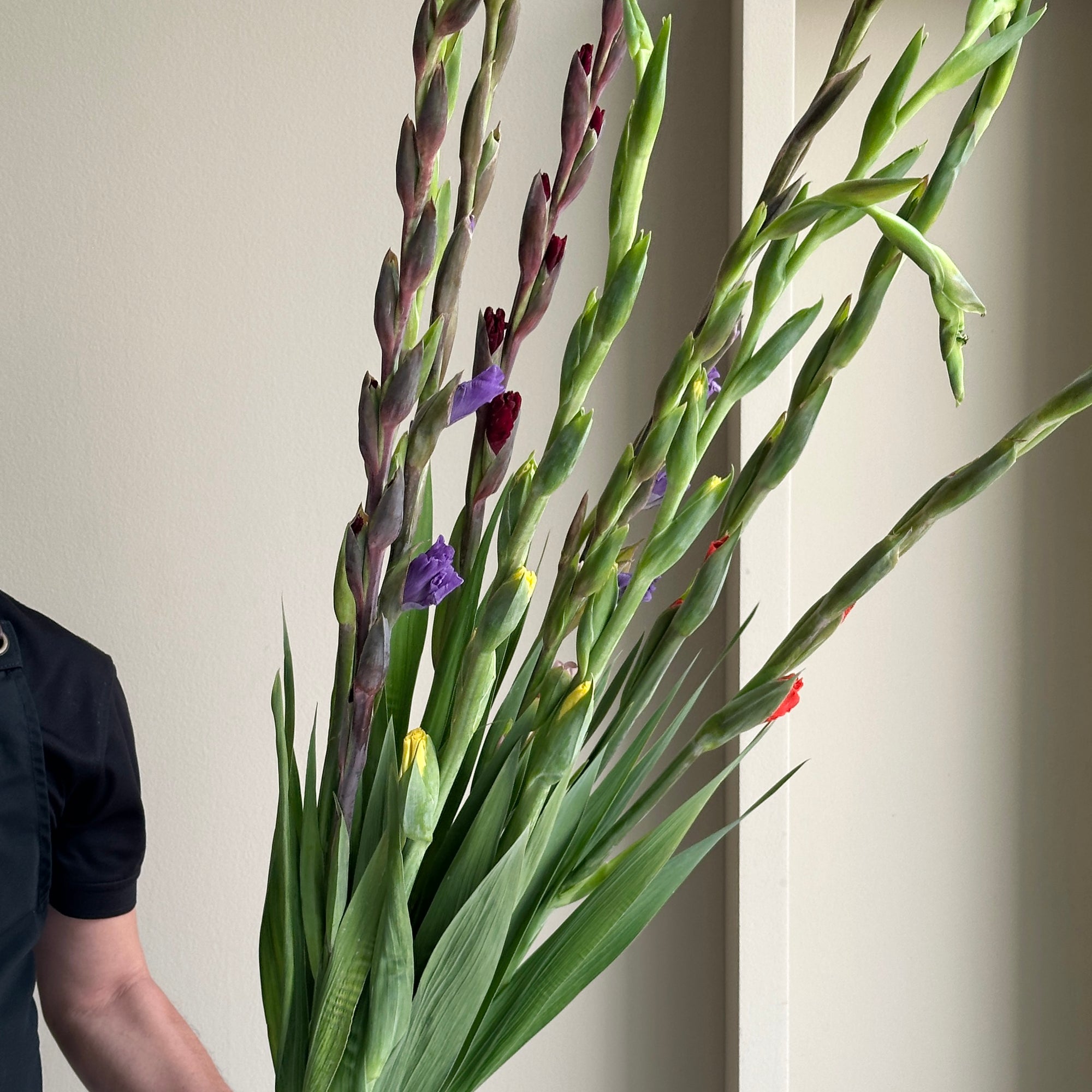 Gladioli Mix - Summer Bliss