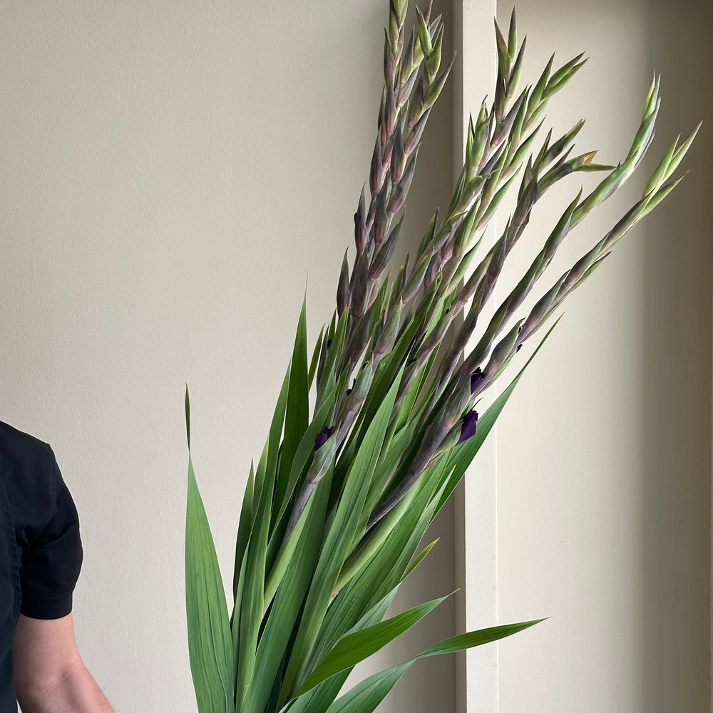 Gladioli - Dark Violet