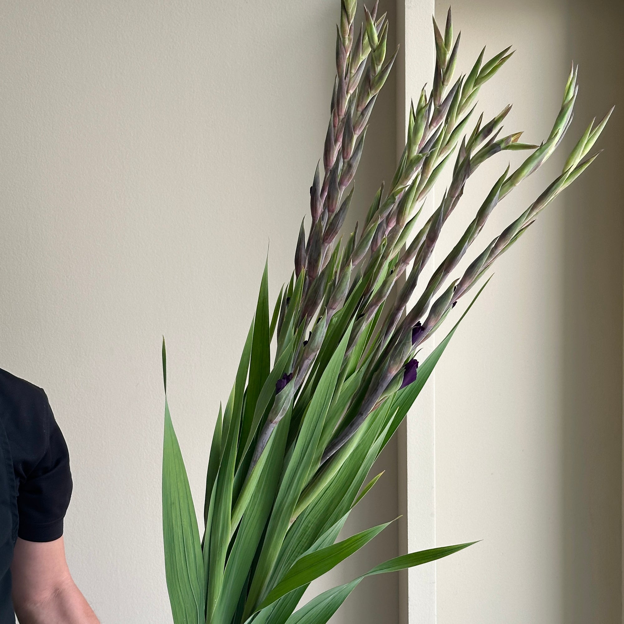 Gladioli - Dark Violet
