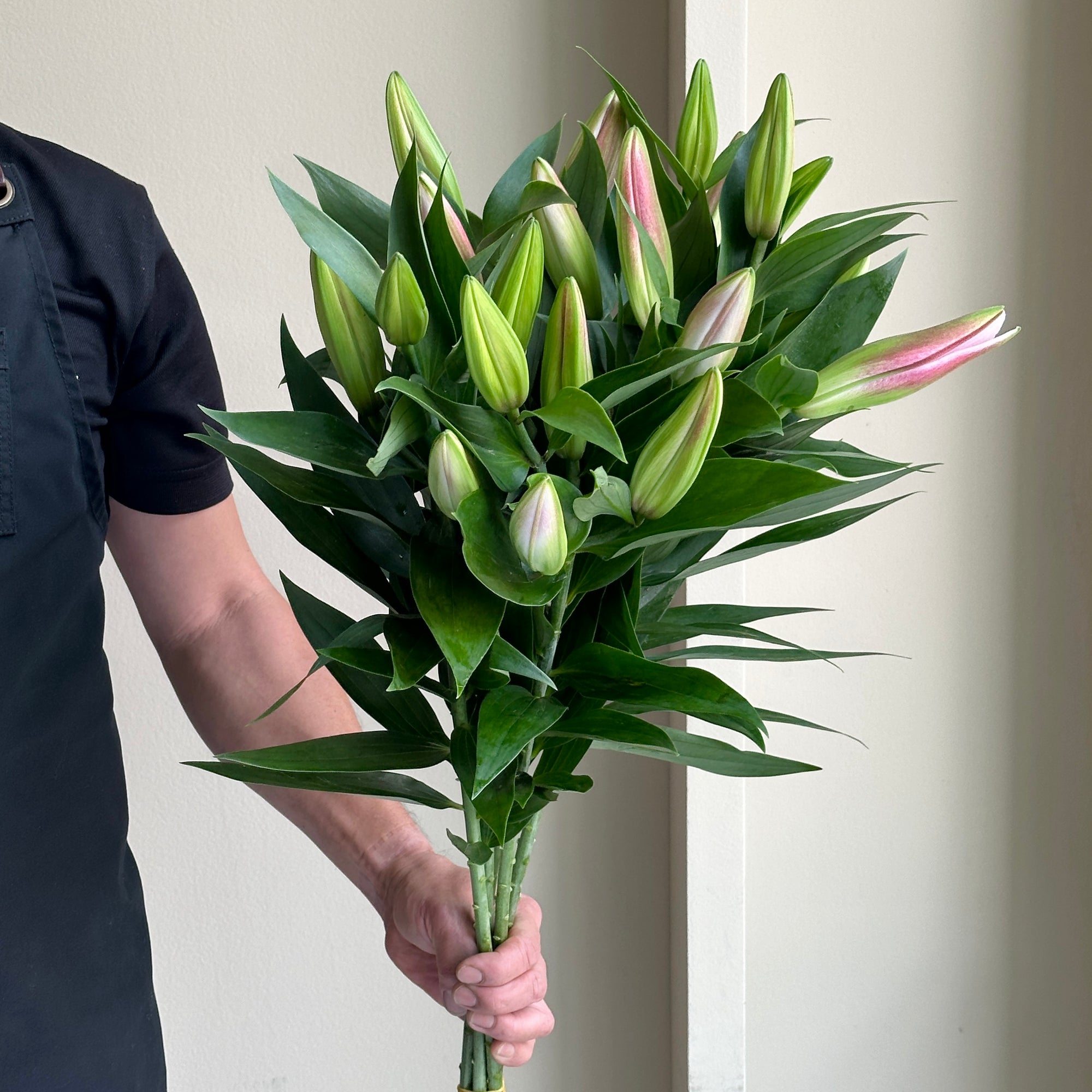Lilies Oriental - Blooming Grace Pink