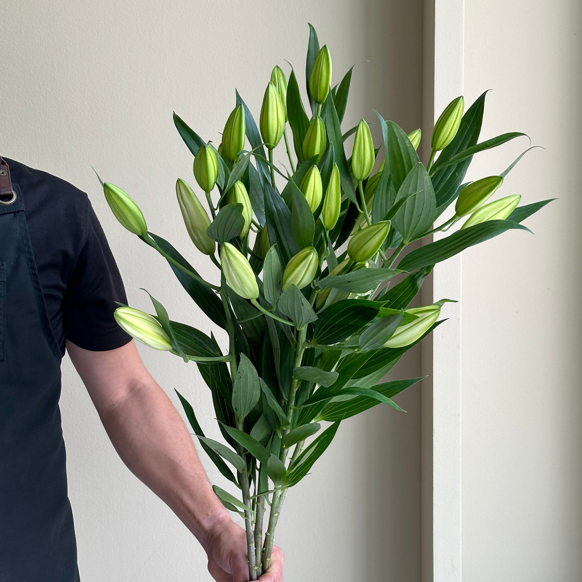 Lilies Oriental - Enchanting White