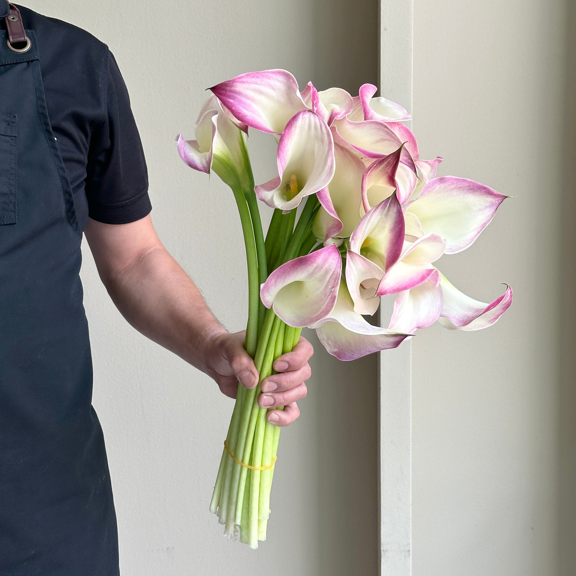 Calla Lilies - Pink Mario