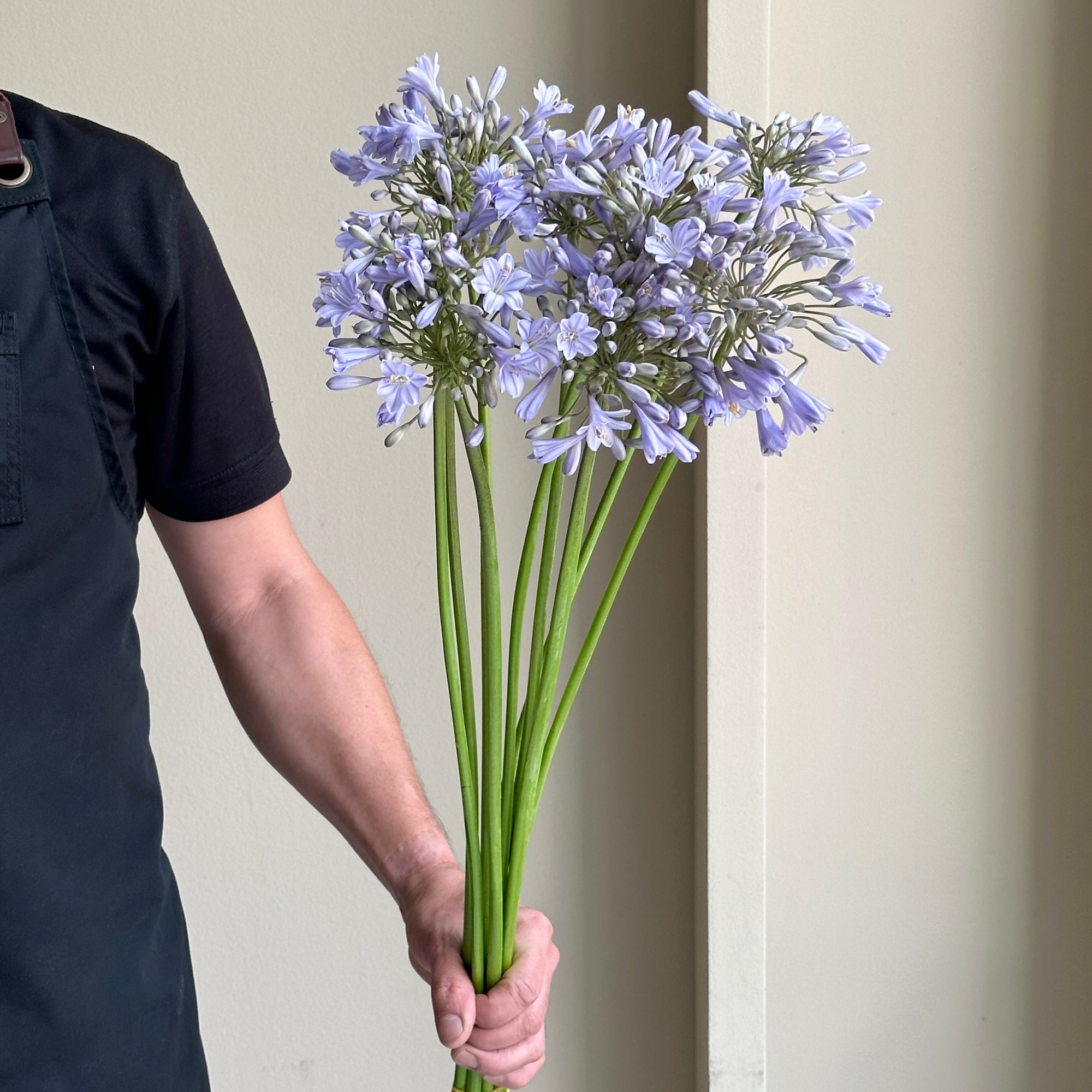 Agapanthus - Blue