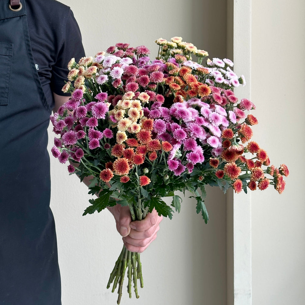 Chrysanthemum Spray - Tyolo Mix (15 stems)