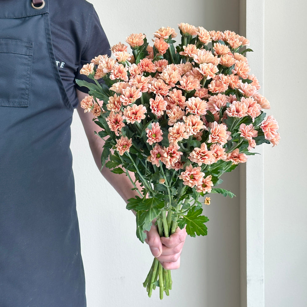 Chrysanthemum Spray - Babette (10 stems)