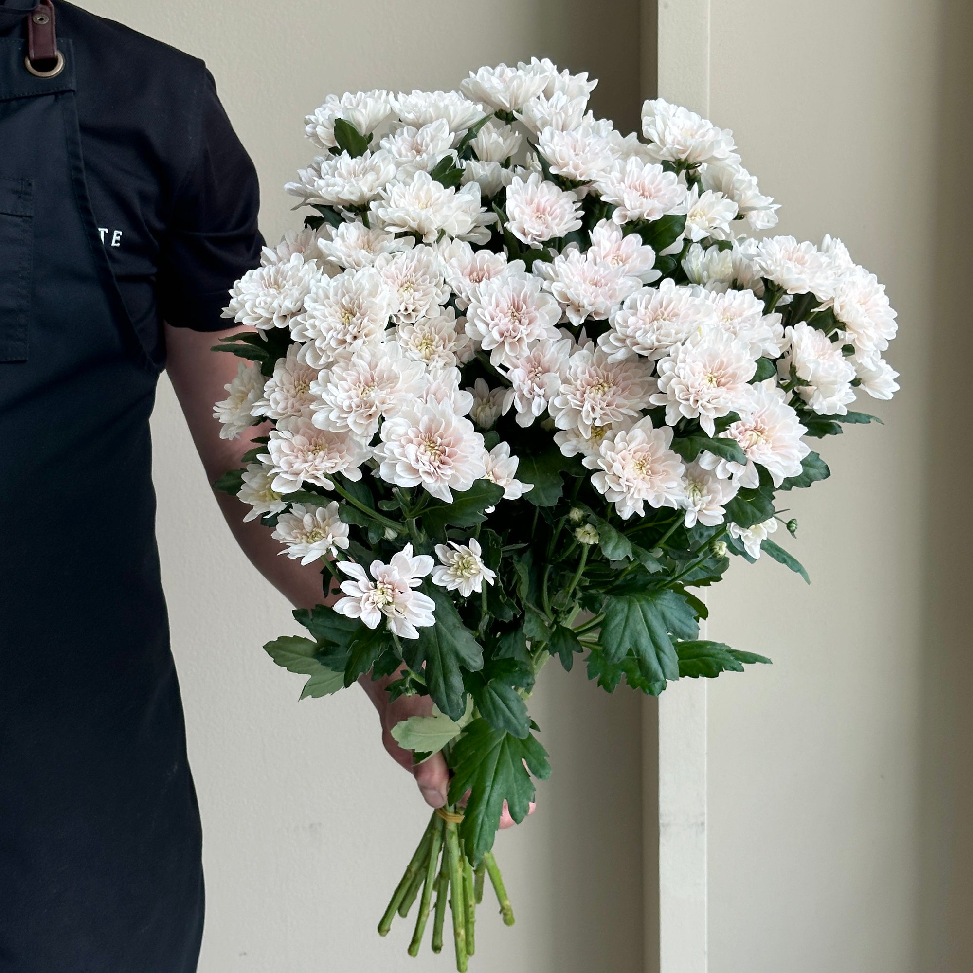 Chrysanthemum Spray - Pastele (10 stems)