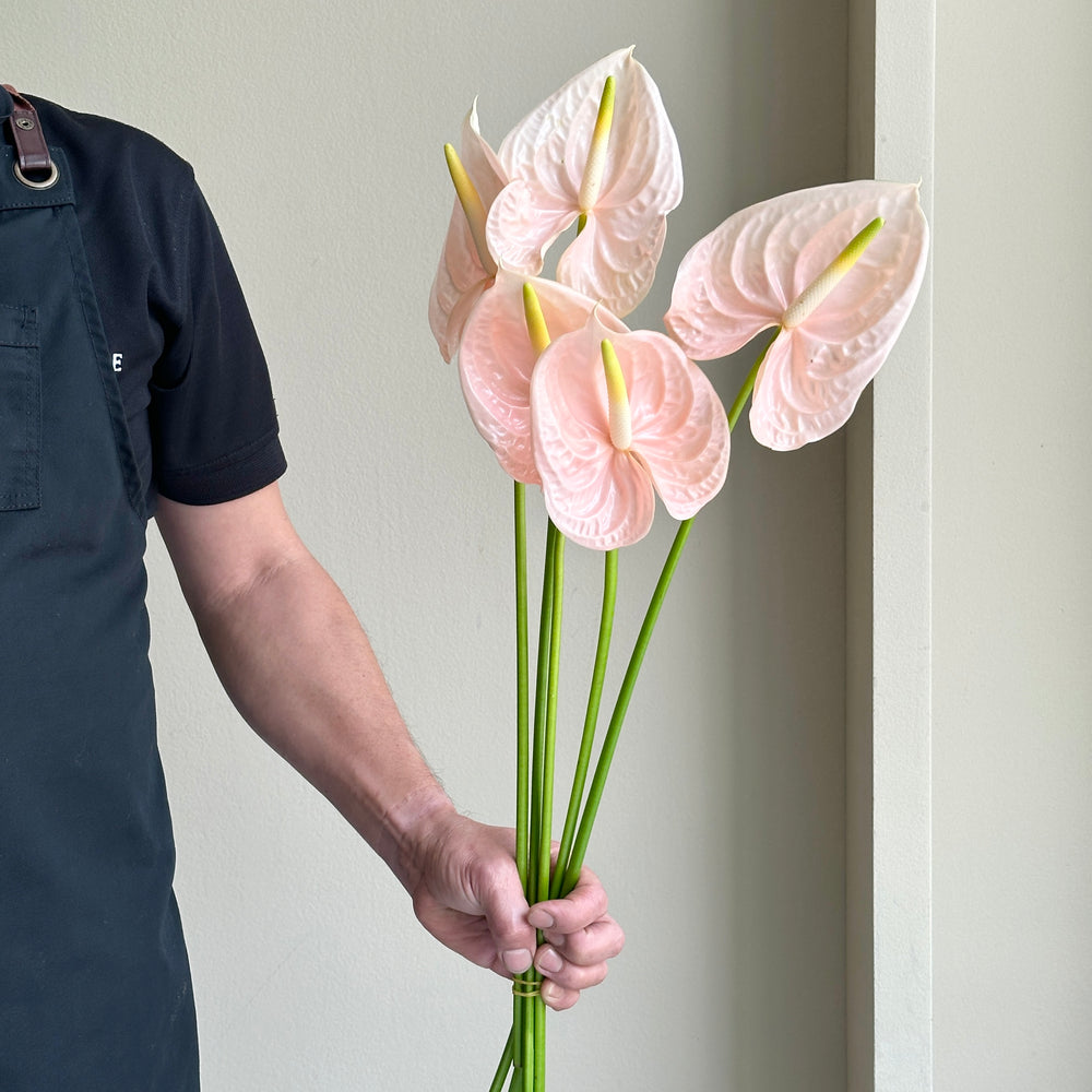 Anthuriums - Pink Cheers