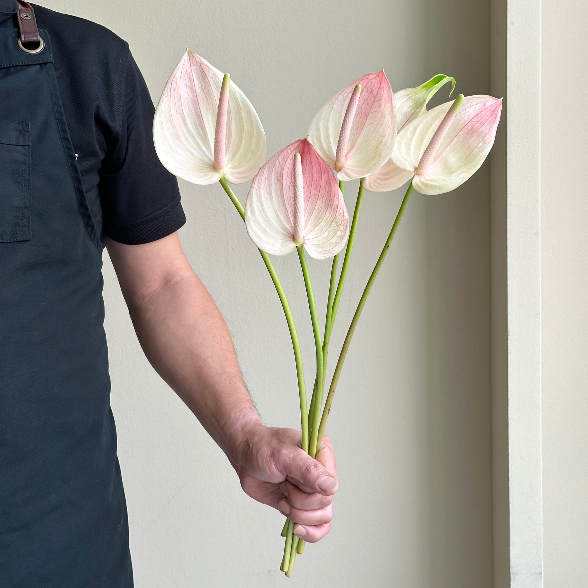Anthurium - Marea Pink