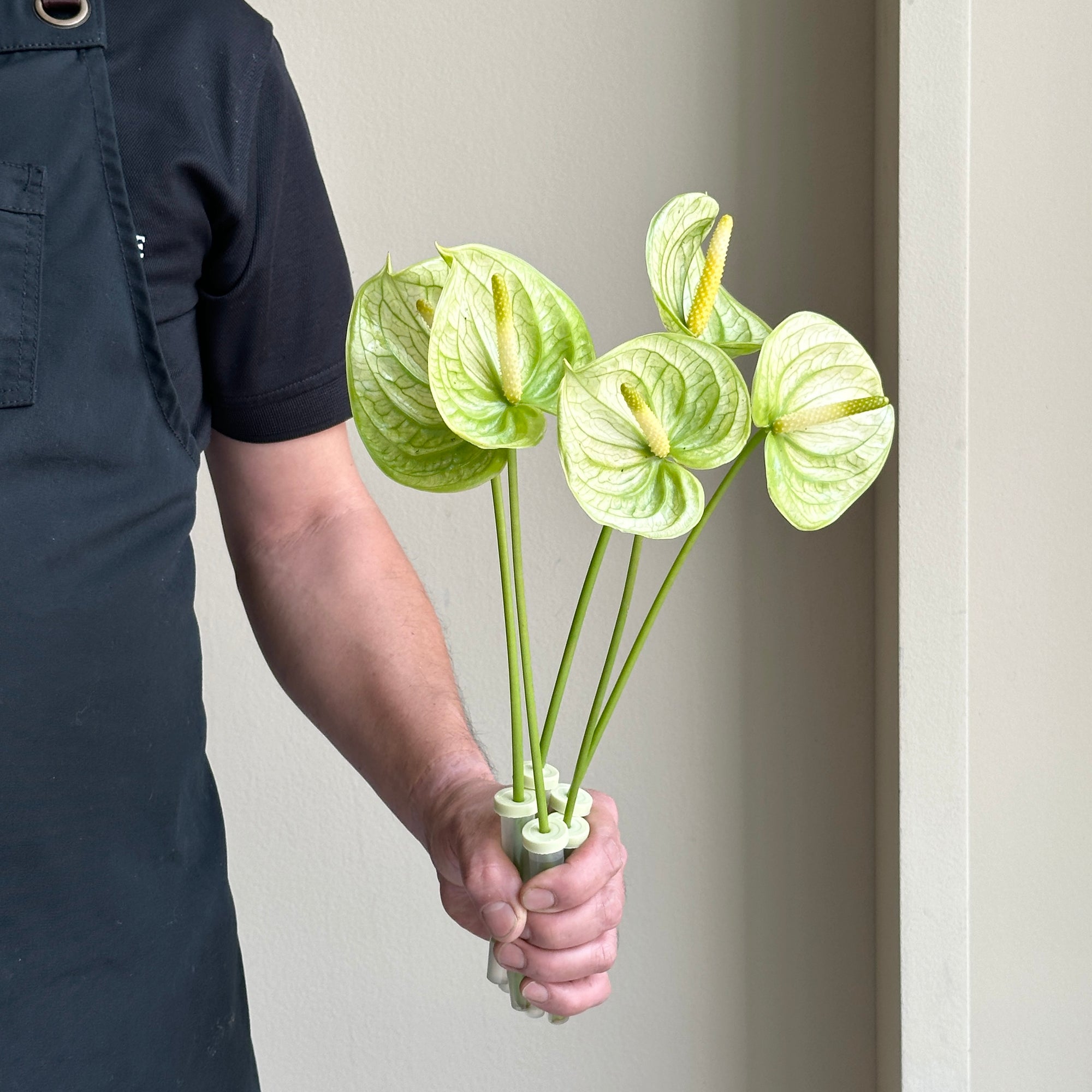 Anthuriums - Extase Green (mini)
