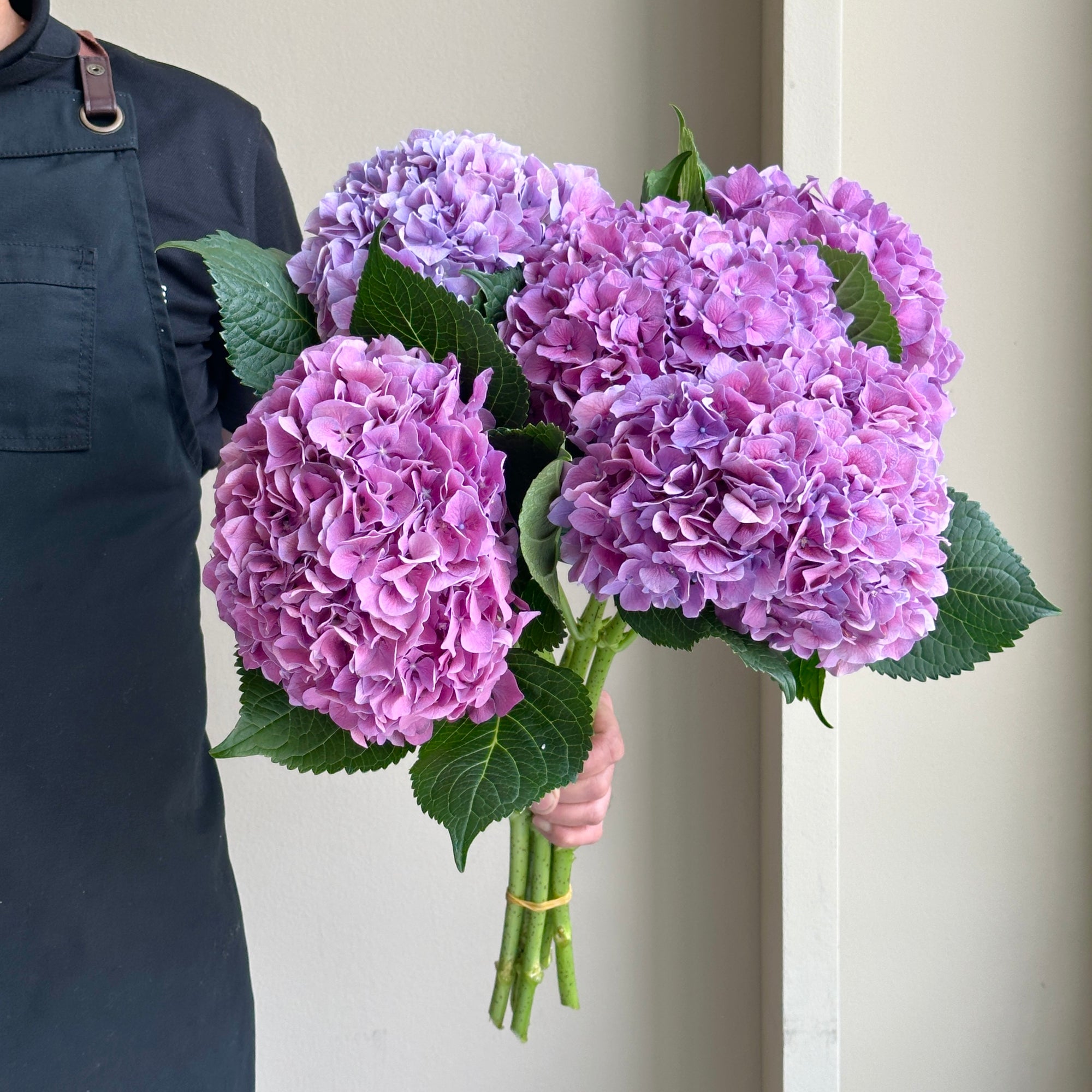 Hydrangeas - Cassanova Purple
