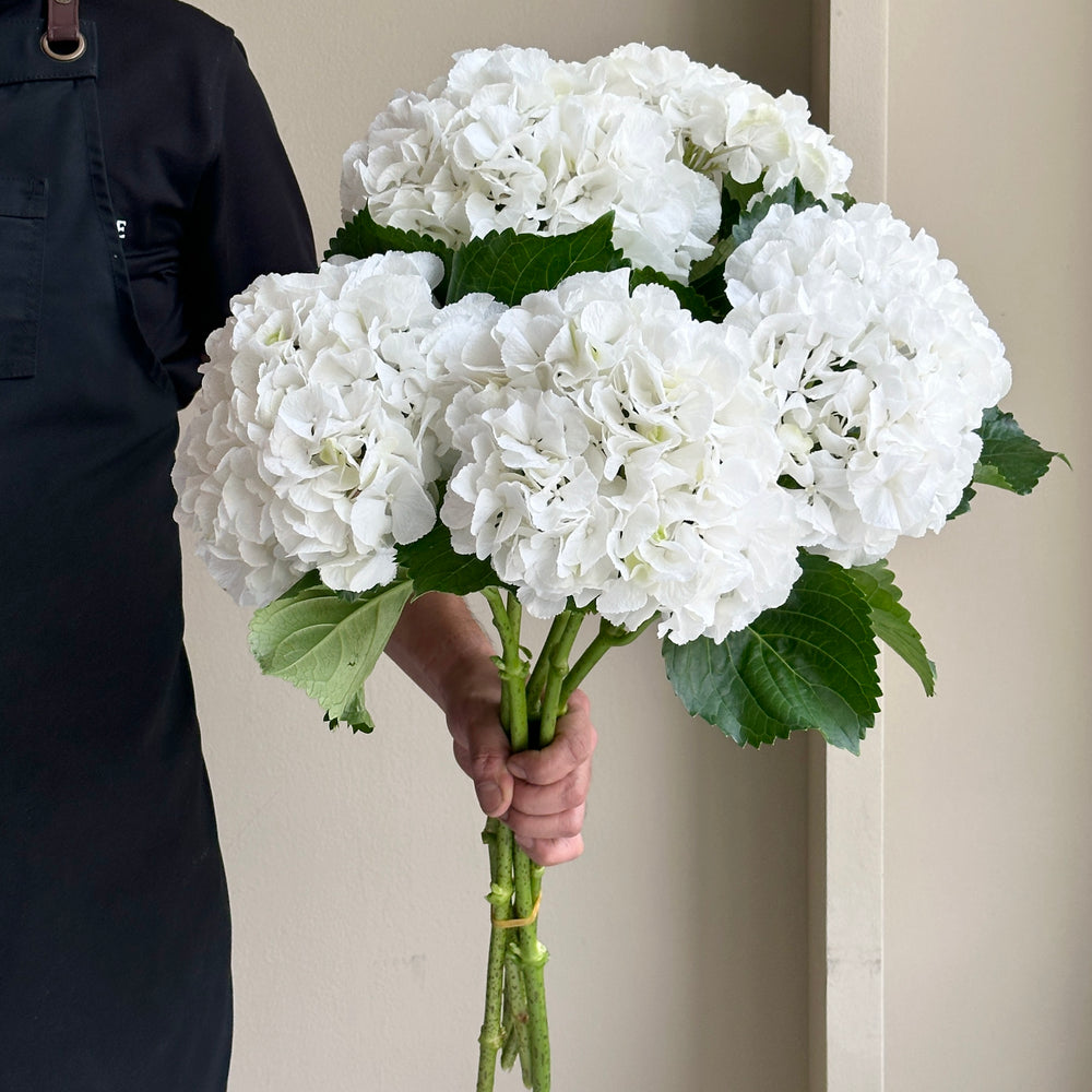 Hydrangeas - Schneeball White
