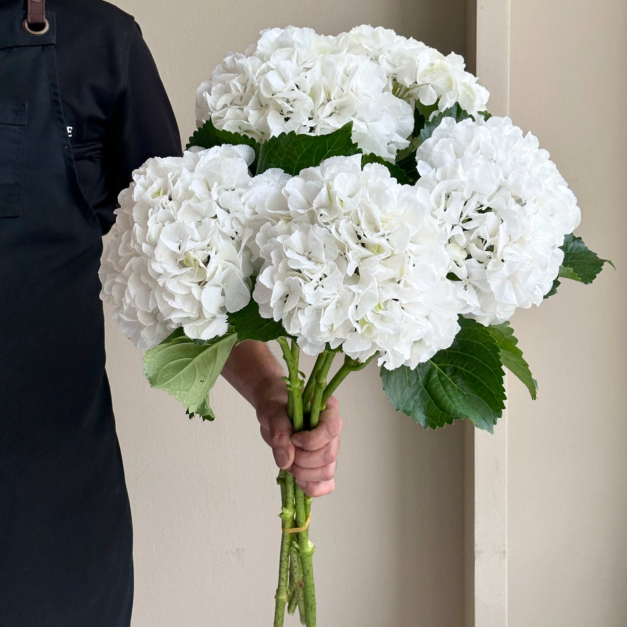 Hydrangeas - Schneeball White