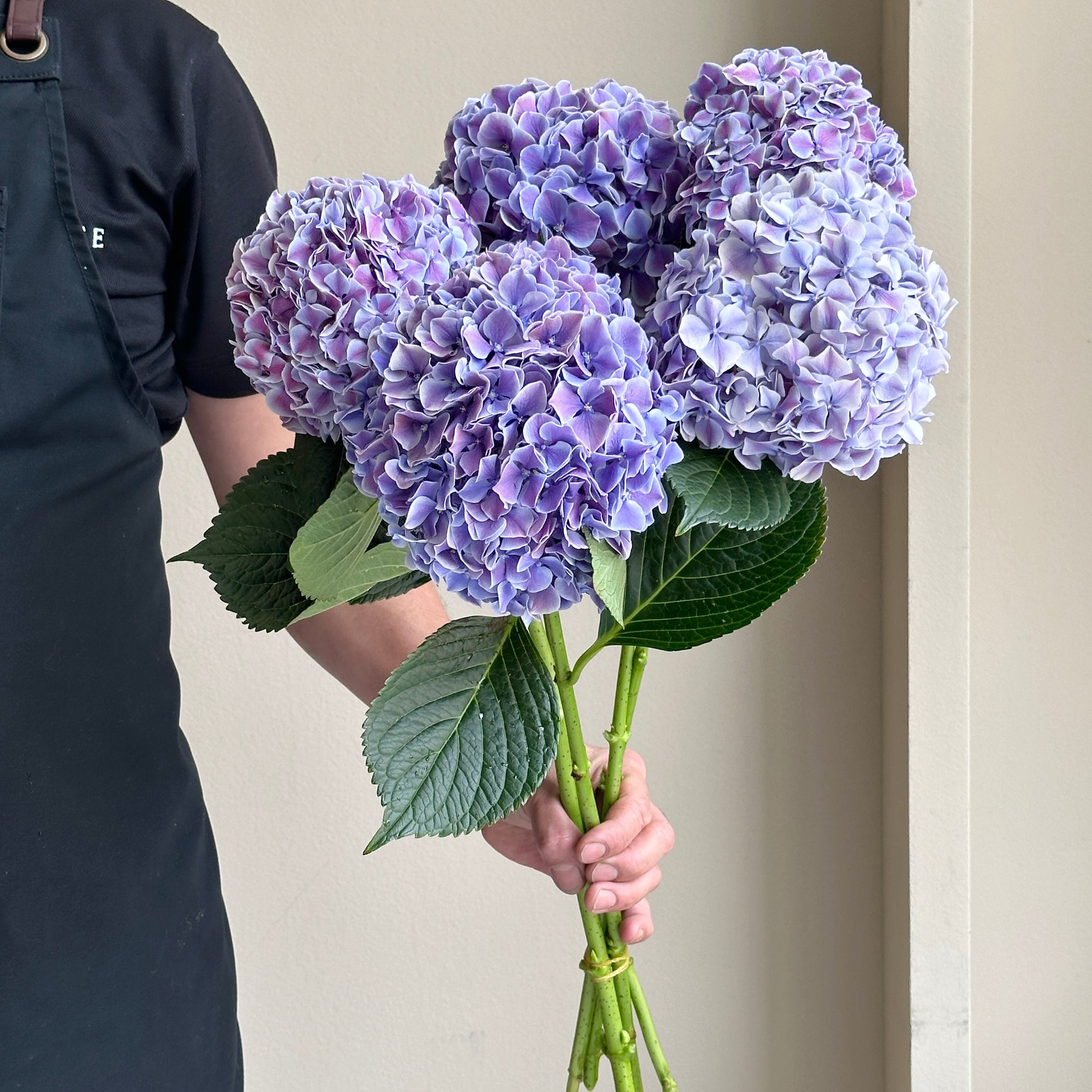 Hydrangeas - Sunsation Classic Purple