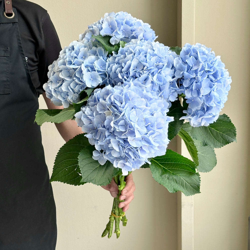 Hydrangeas - Verena Blue