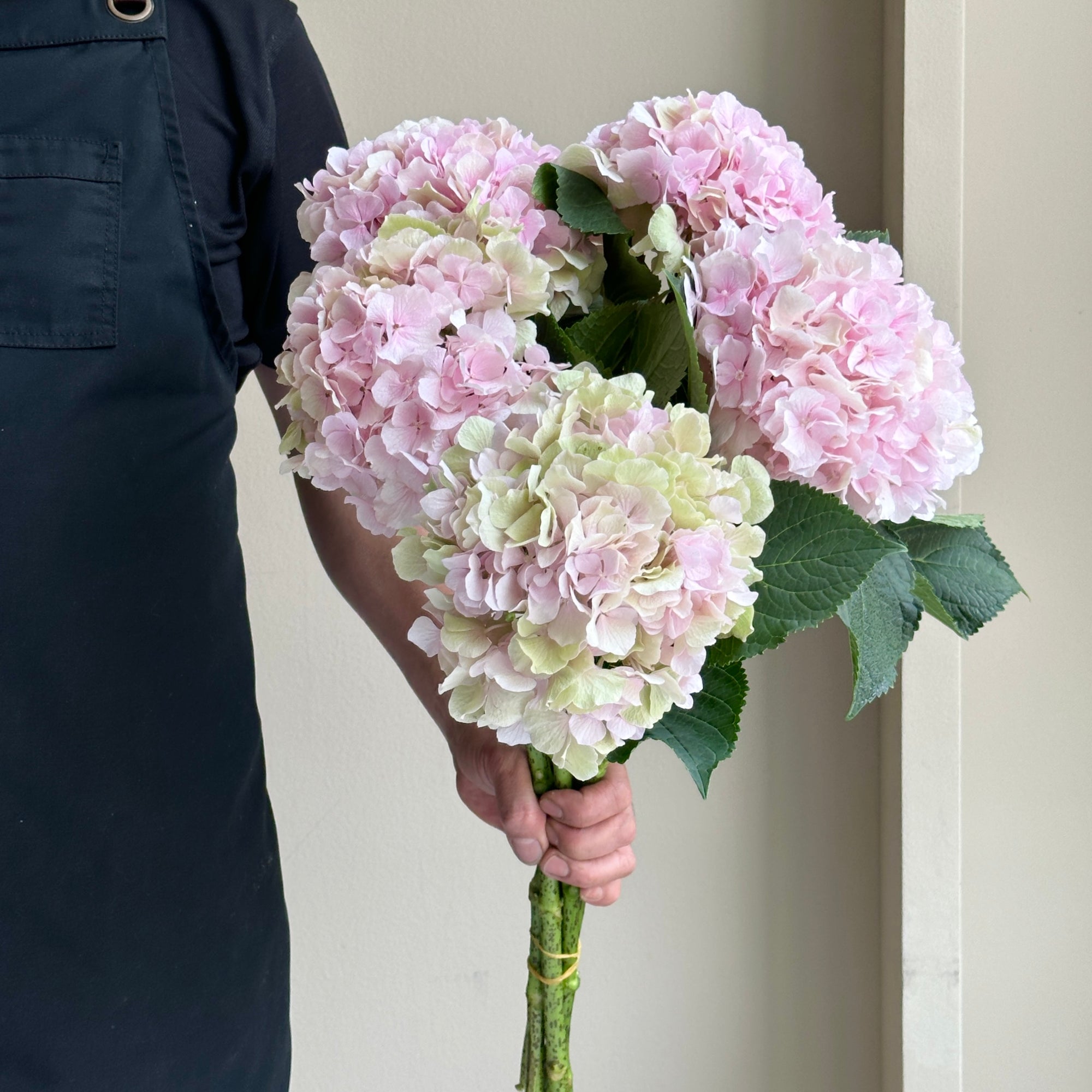 Hydrangea - Verena Champagne Pink