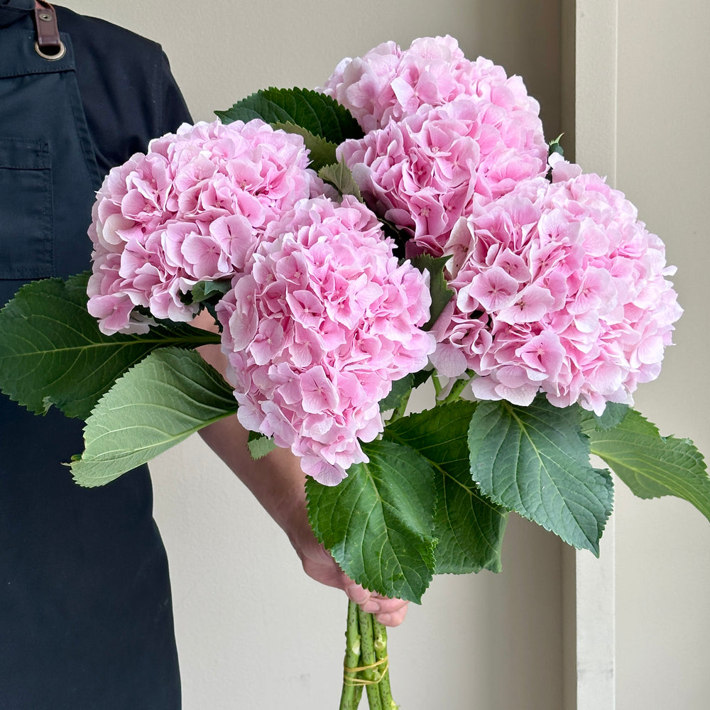 Hydrangeas - Verena Pink