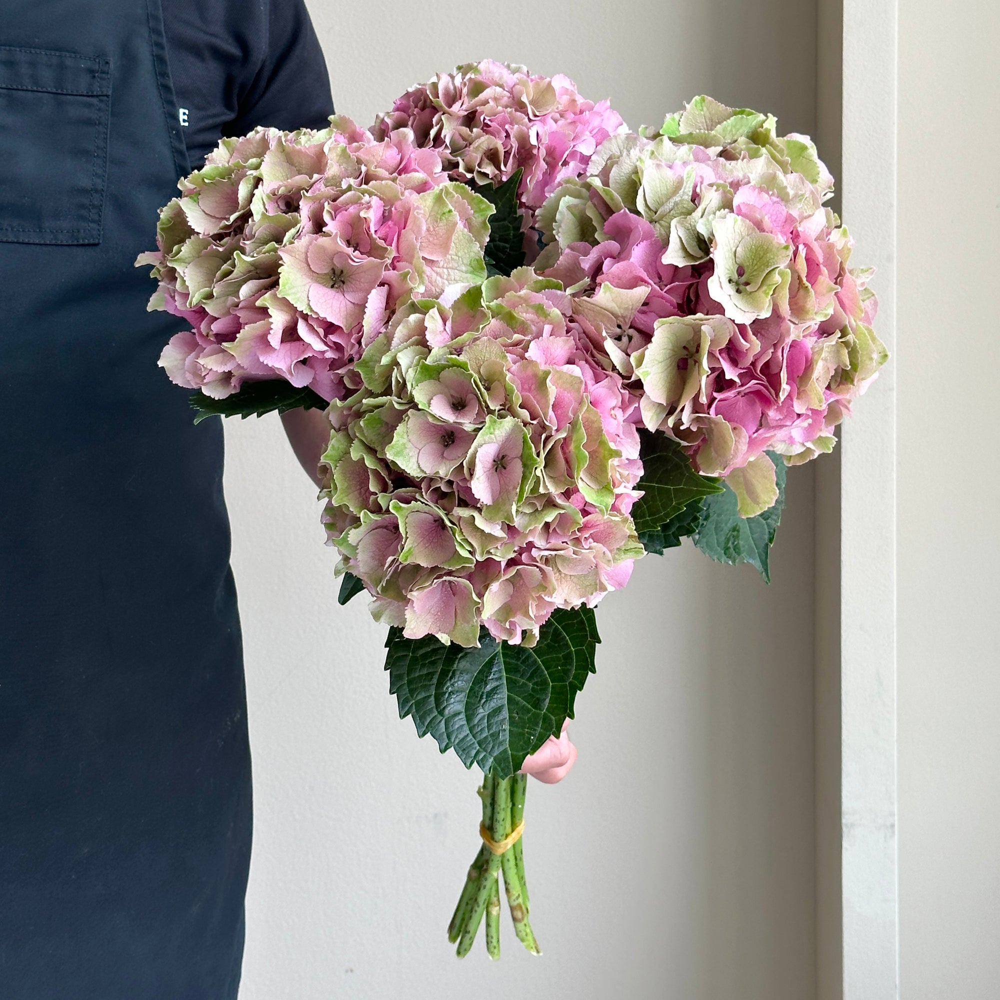 Hydrangeas - Royal Palace Pink Vintage