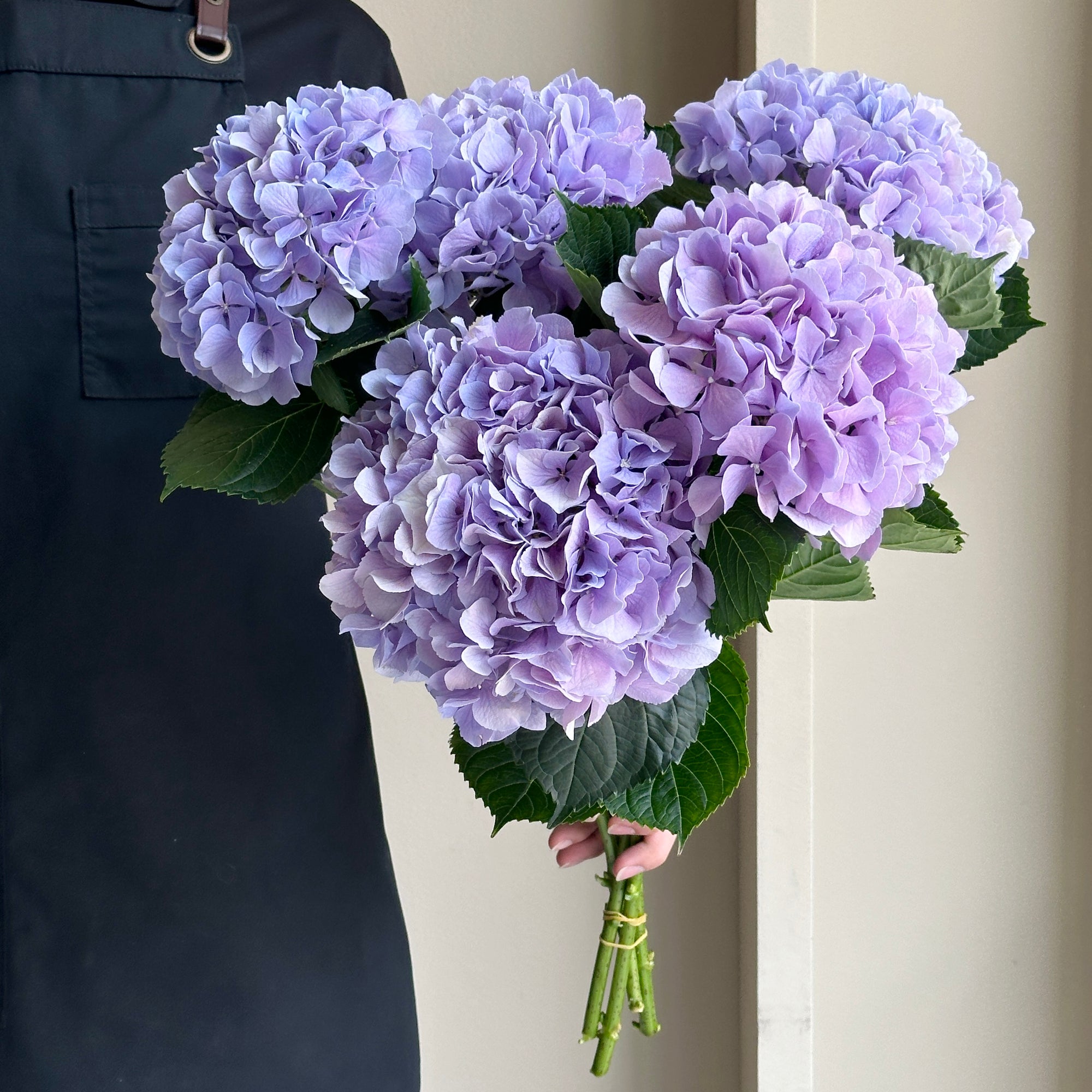 Hydrangeas - Royal Benefit Classic