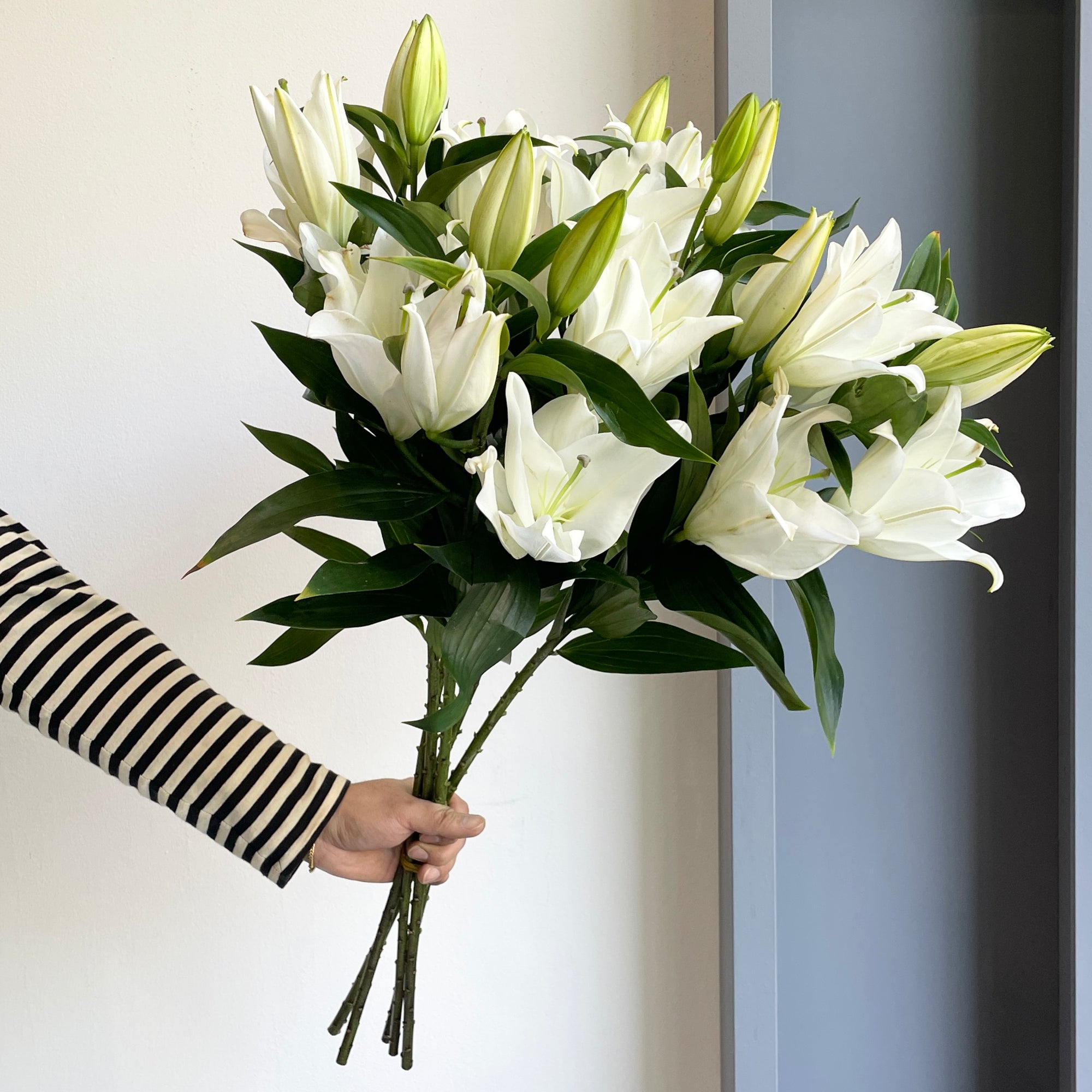 Lilies Orientpet - Severn White (Beautiful Blooms)