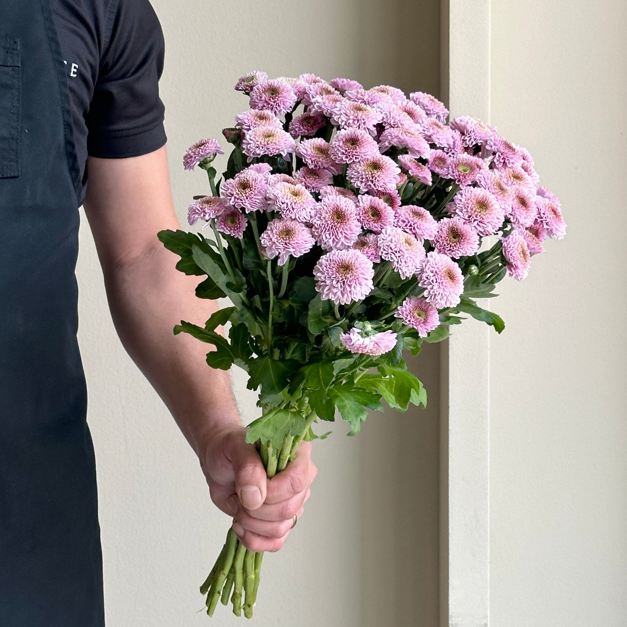 Chrysanthemum Santini - Doria Pink