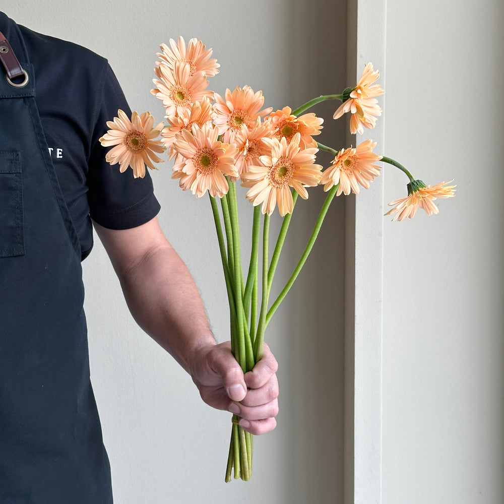 Gerbera - Mini Peach (12 stems)