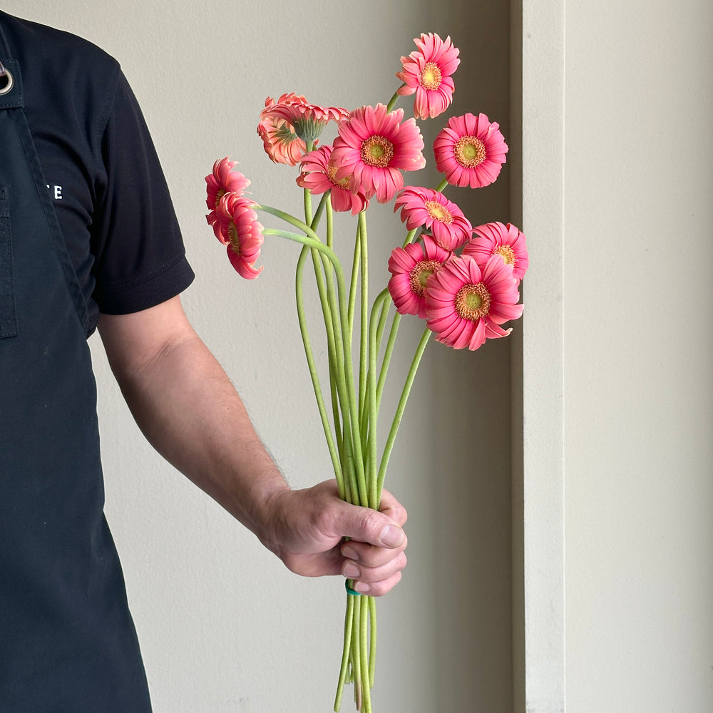 Gerbera - Mini Light Red (12 stems)