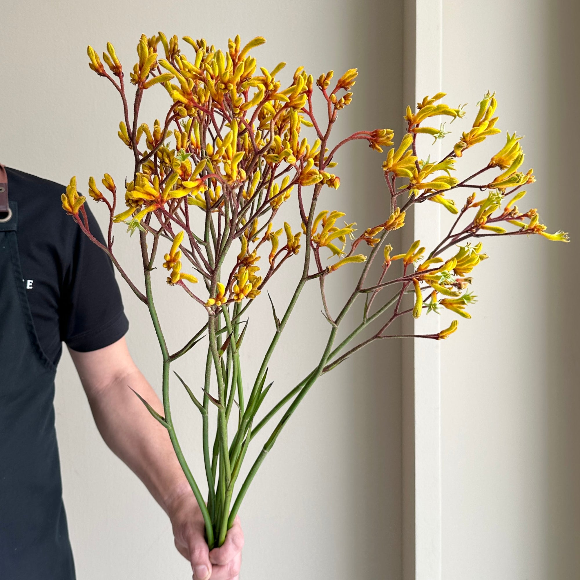 Kangaroo Paws - Yellow Gem (10 stems)