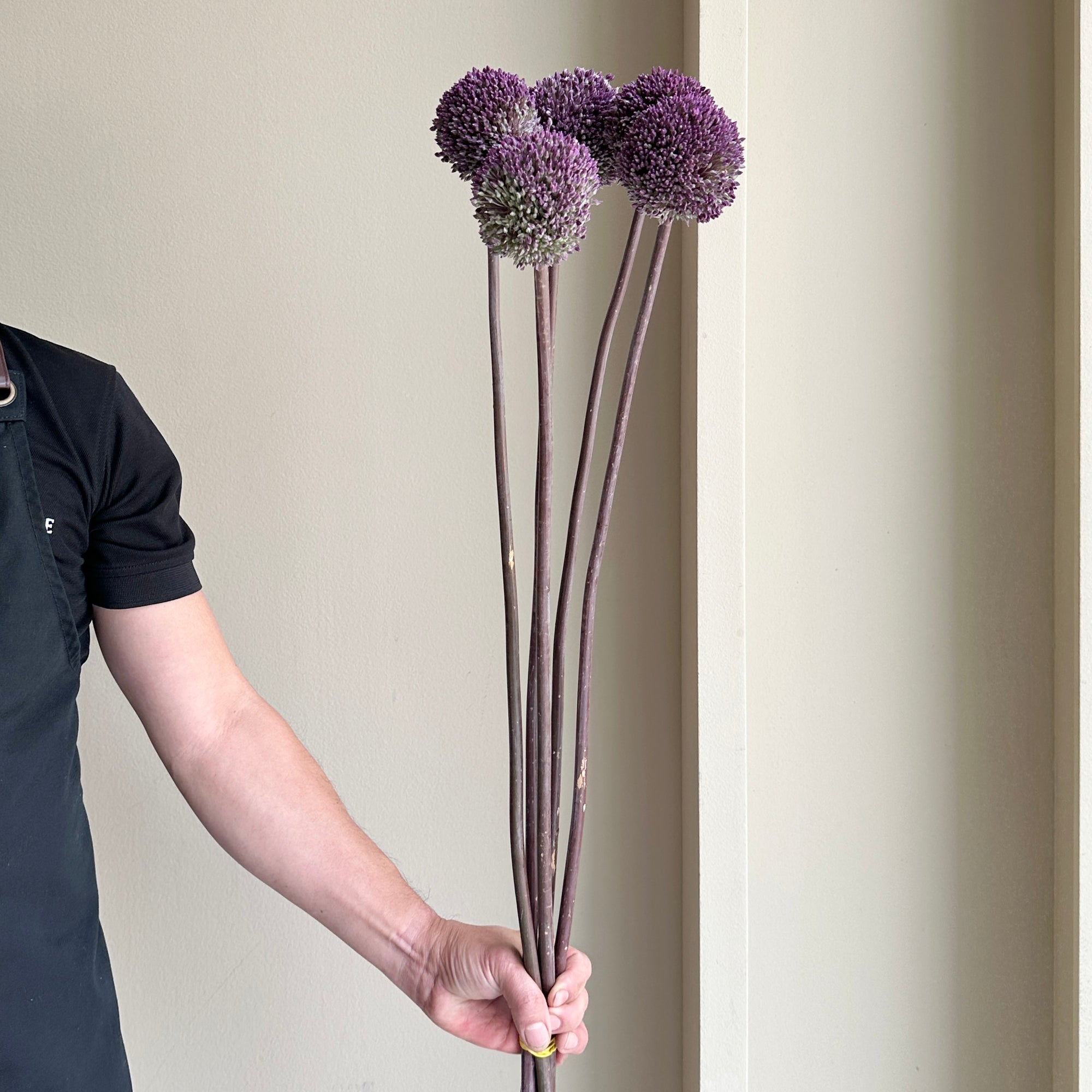 Alliums - Summer Drummer (5 Stem)