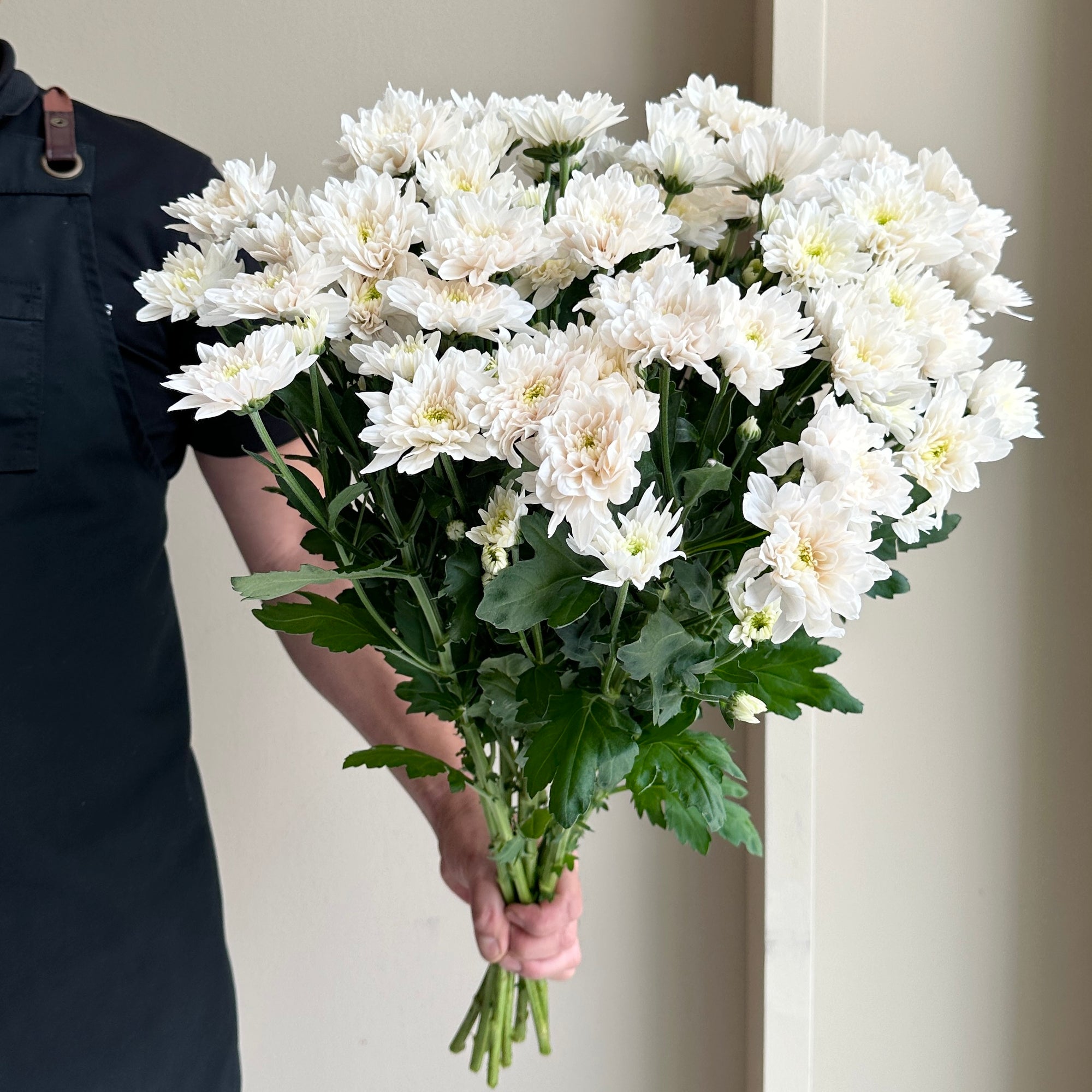 Chrysanthemum Spray - Pastele (10 stems)