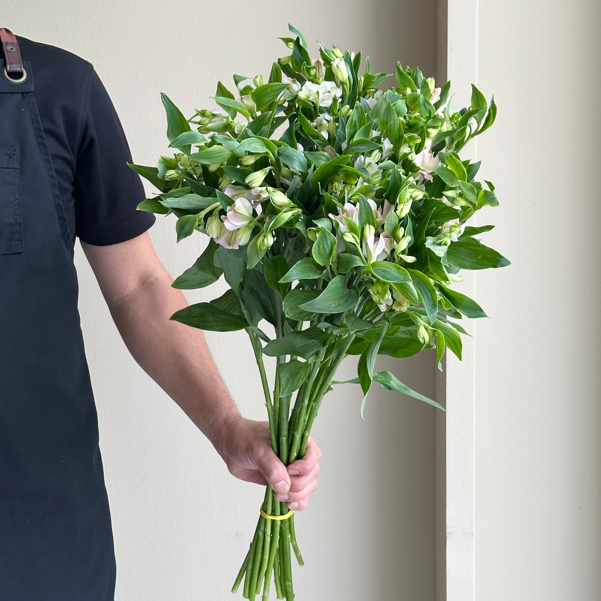 Alstroemerias - Charmelia Pink (15 stems)