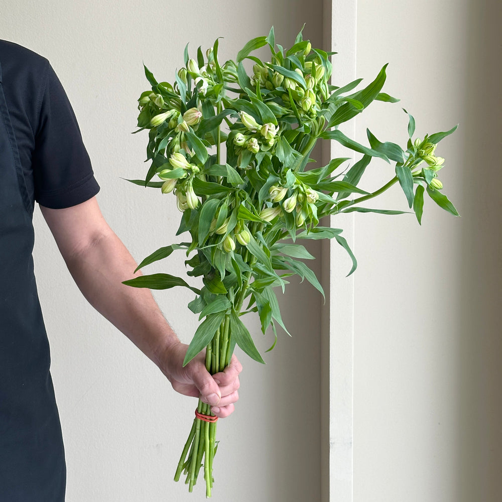 Alstroemerias - Wonder White (15 stems)