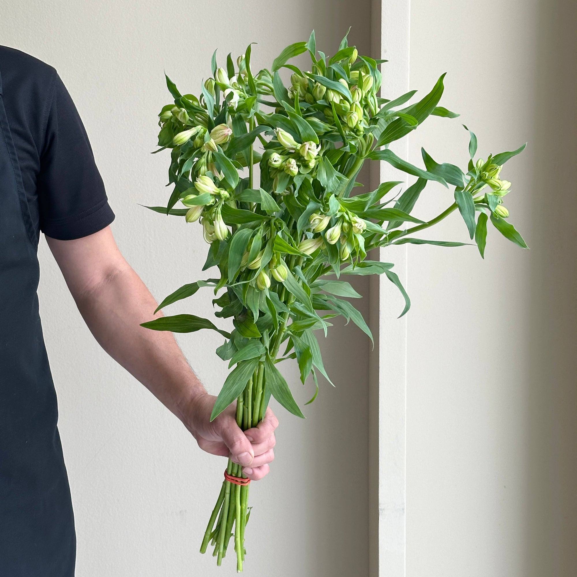 Alstroemerias - Wonder White (15 stems)